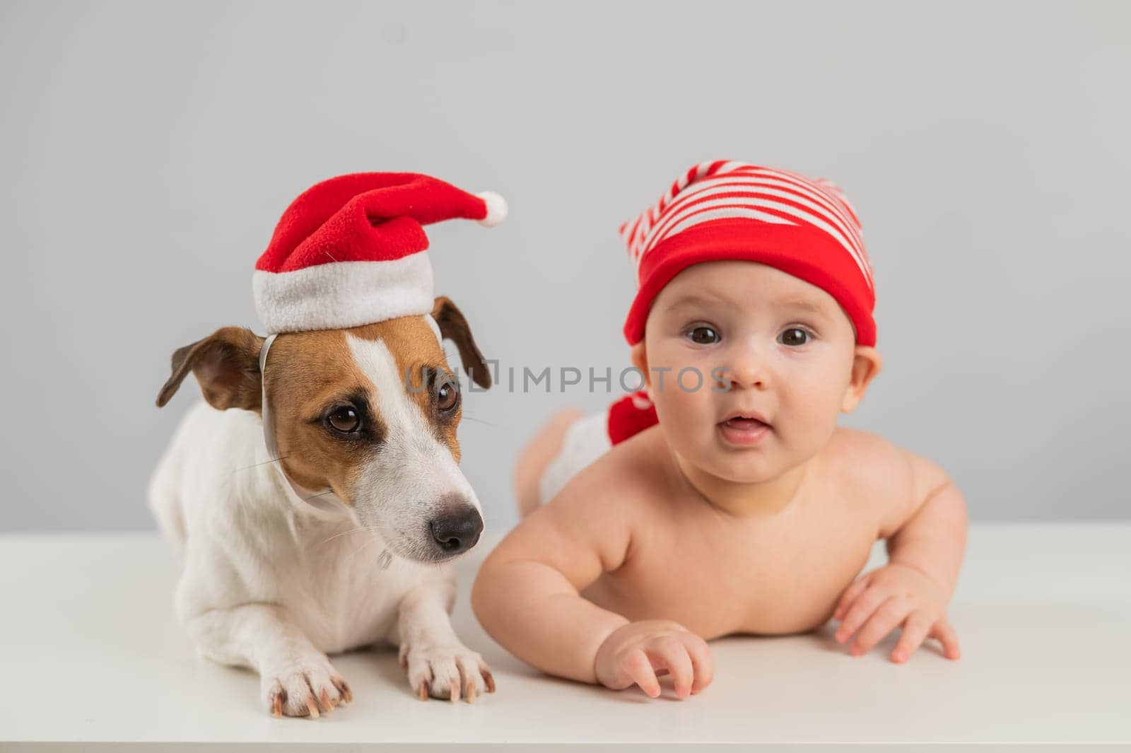 Cute little boy and Jack Russell terrier dog in santa hats on white background