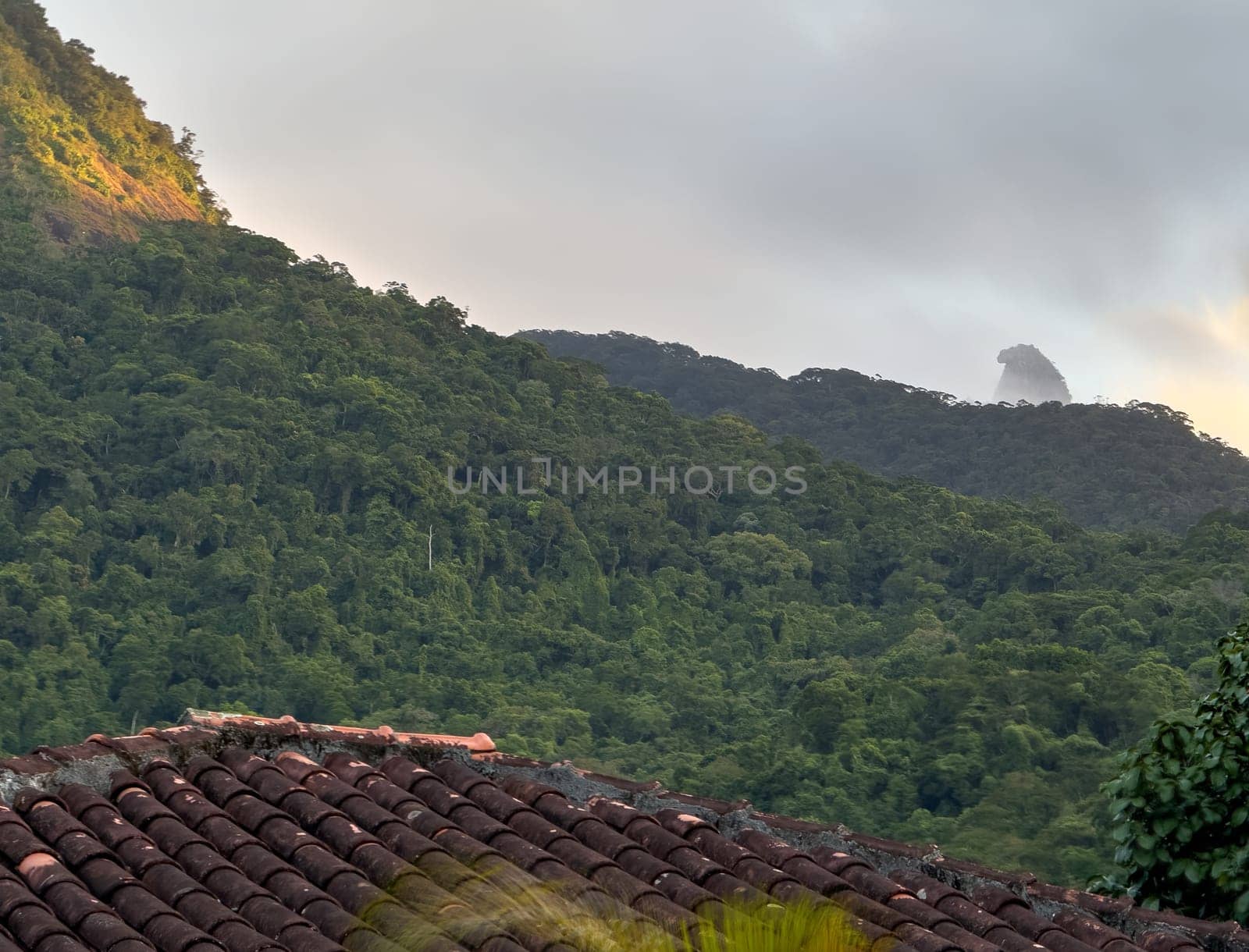 Warm sunlight illuminates the lush green canopy of a dense tropical rainforest at sunset, Papagayo peak in the background of Ilha Grande