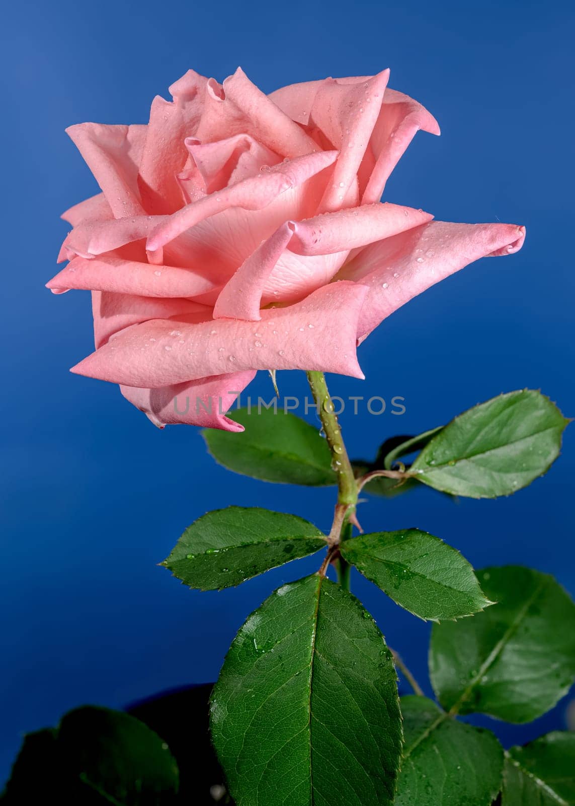 Coral pink French rose on a blue background. Flower head close-up.