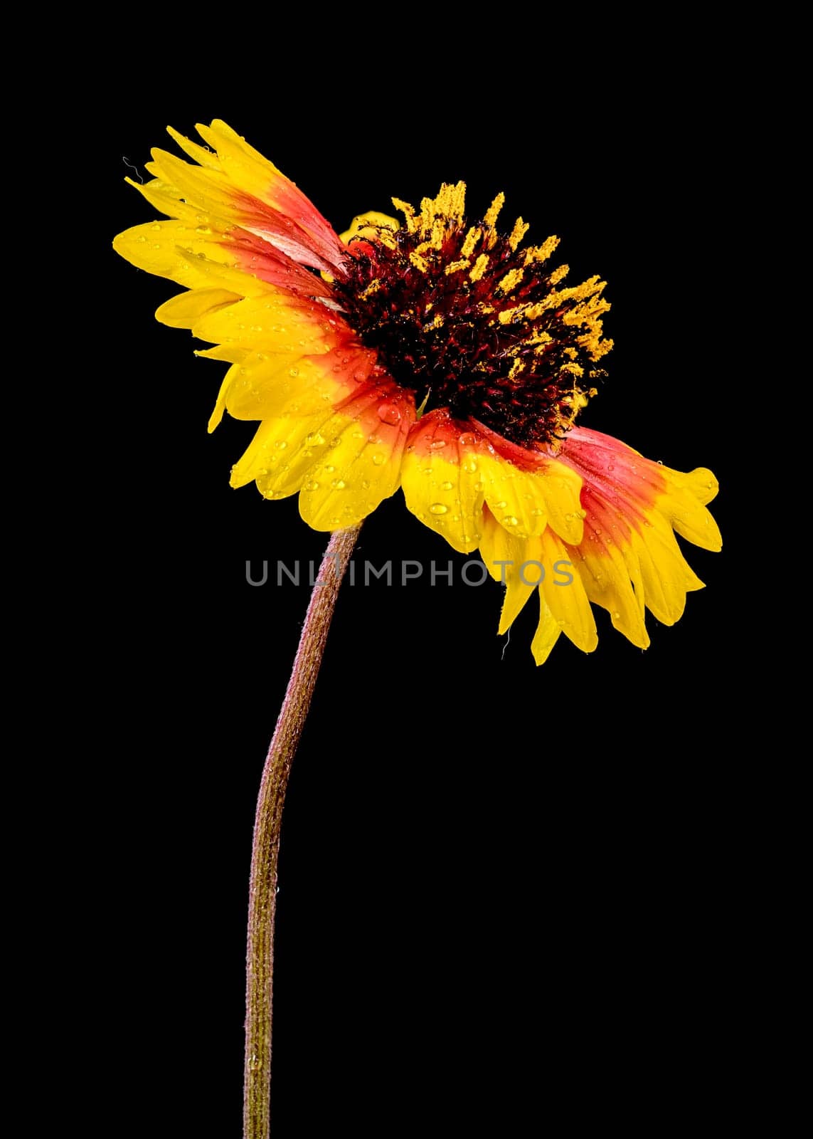 Beautiful Blooming red Gaillardia or blanket flower isolated on a black background. Flower head close-up.