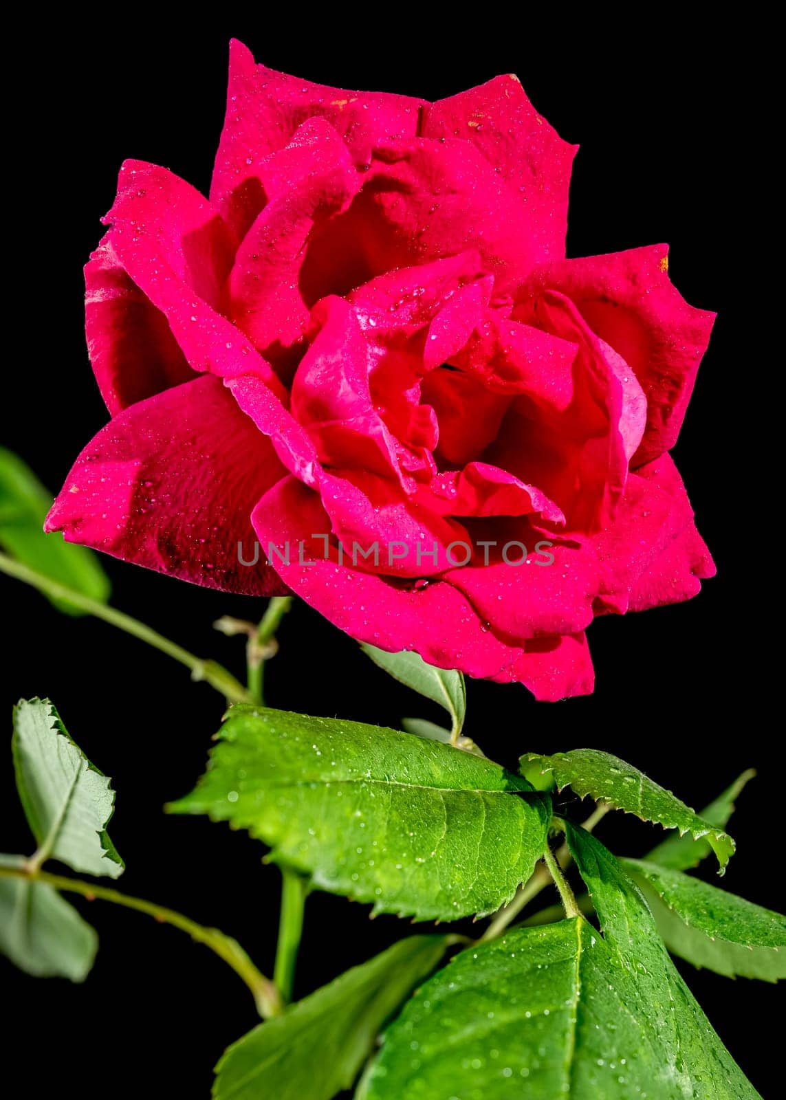 Red Peace tea rose on a black background. Flower head close-up.