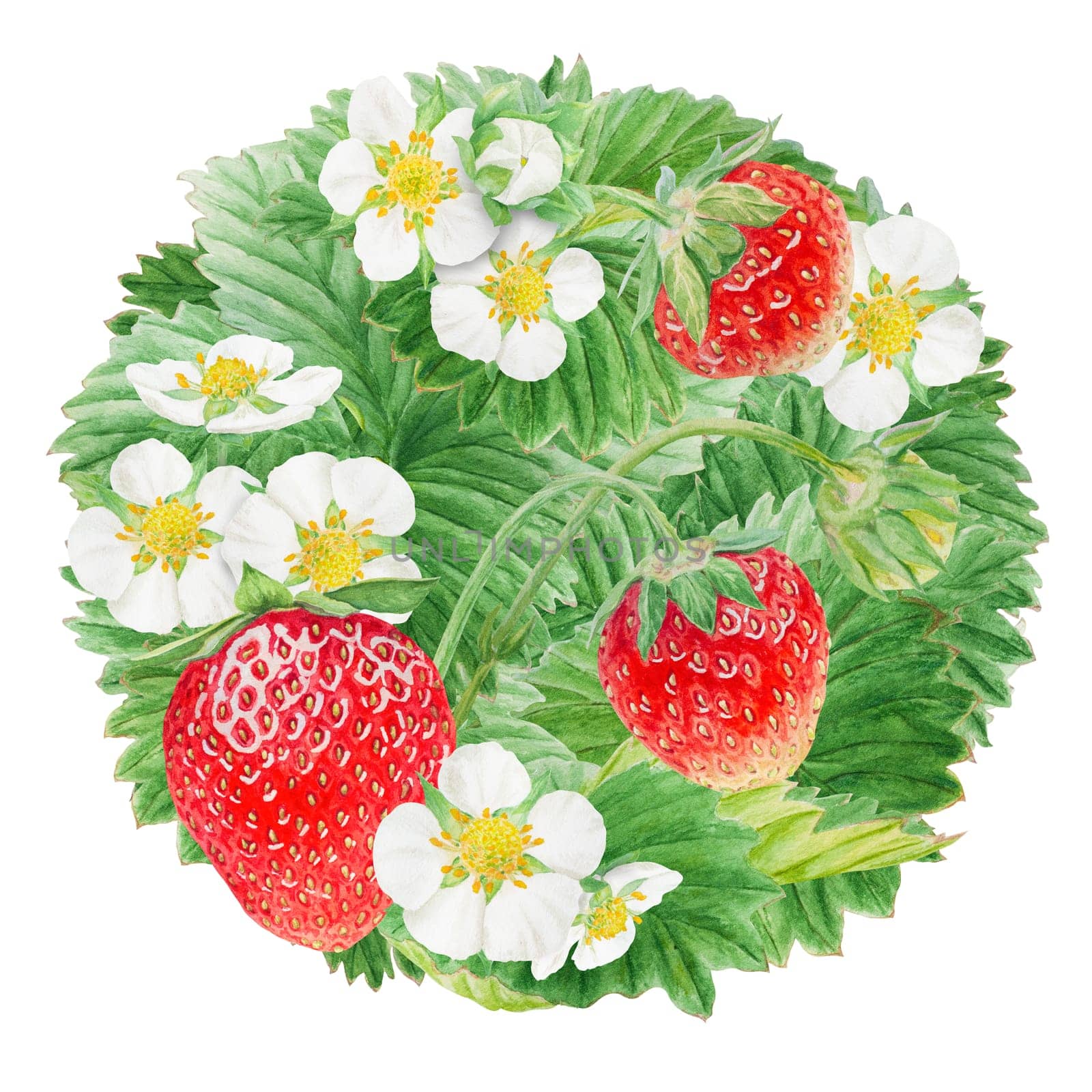 Red strawberry with white flowers circle, round background. Bush hand drawn watercolor illustration. Food art, fresh botanical realistic painting. Summer berry clipart for restaurant menu, packaging by florainlove_art