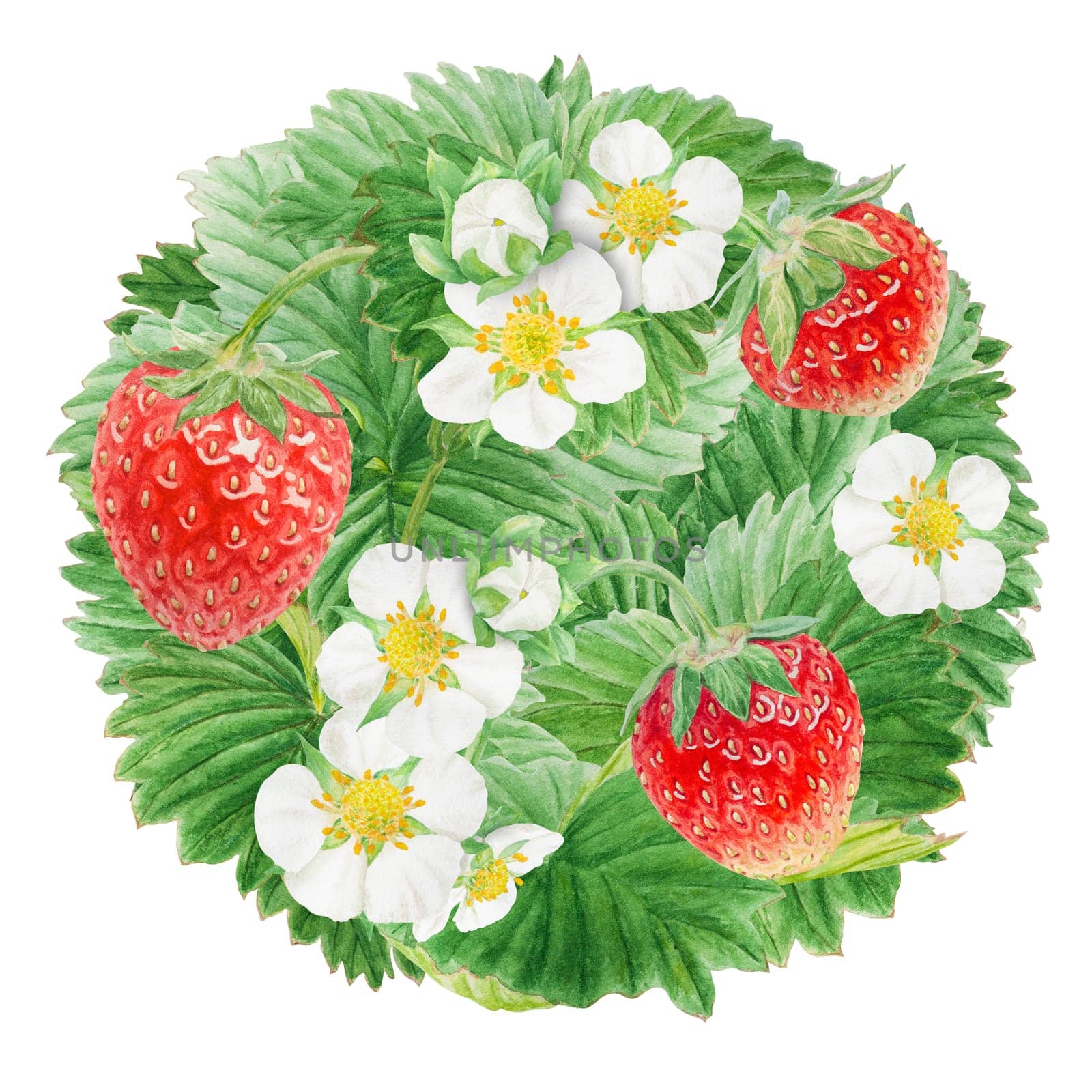 Red strawberry with white flowers circle, round background. Bush hand drawn watercolor illustration. Food art, fresh botanical realistic painting. Summer berry clipart for restaurant menu, packaging by florainlove_art