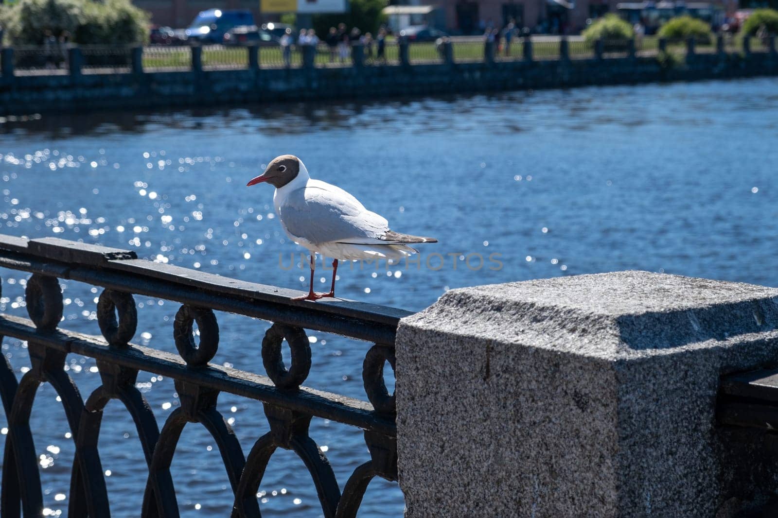 Close-up of a seagull sitting on the embankment fence in the city. Selective focus.