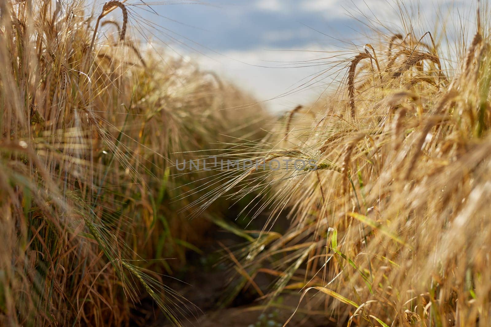 field of ripe wheat before harvest against blue sky, bread production concept, selective focus