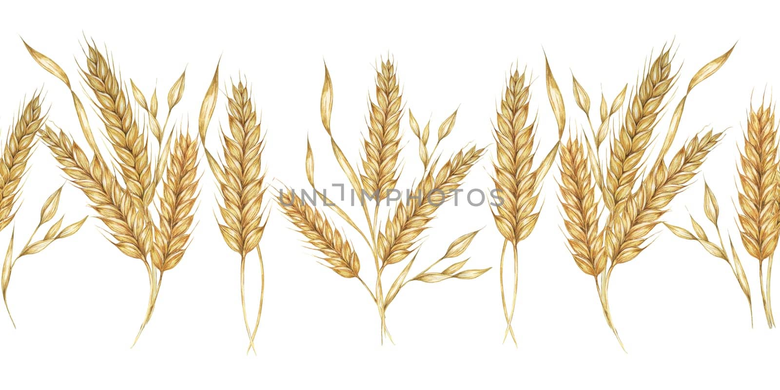 Wheat stalks seamless border, barley ears ribbon. Watercolor illustration for harvest celebration, rustic designs, beer, bread, farming themes. Clipart for textiles, packaging, backgrounds, banner