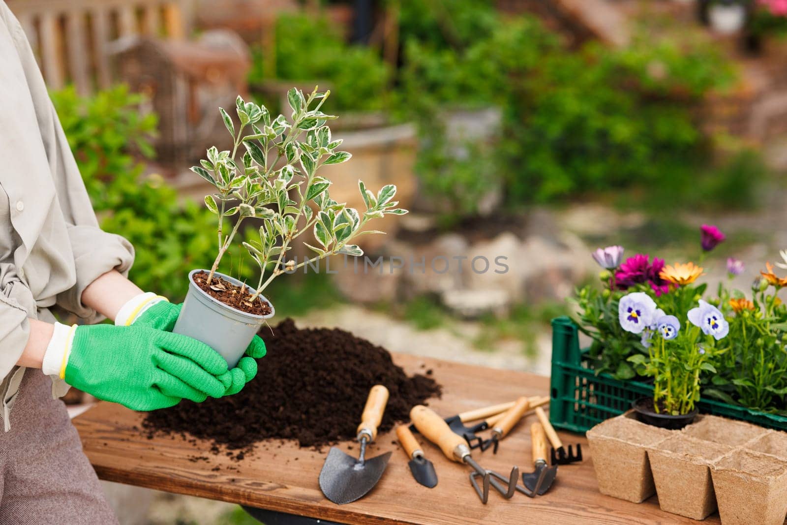 Woman gardener plants flowers in her garden, takes care of the garden, Replanting indoor plants, love for flowers and plants