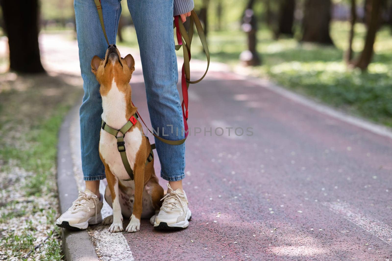 An African basenji dog sits at the feet of its owner in the park