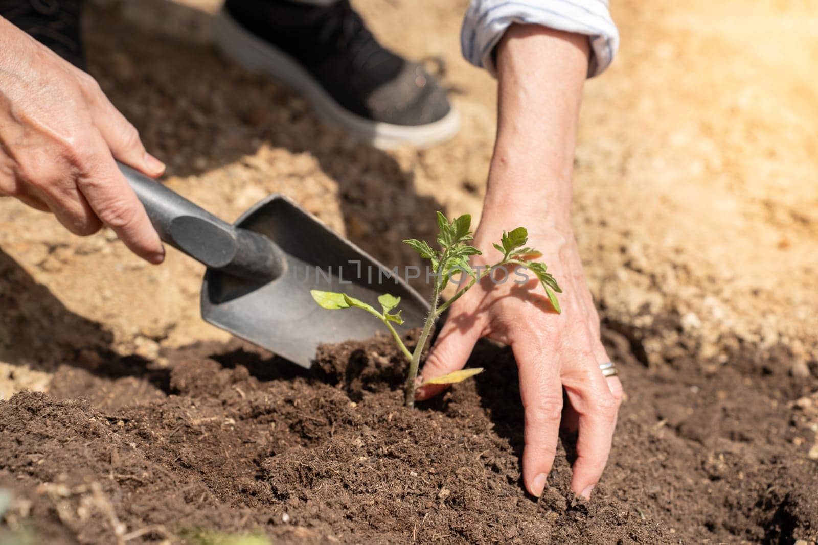 Hands of a farmer woman in a organic garden with a shovel. High quality photo
