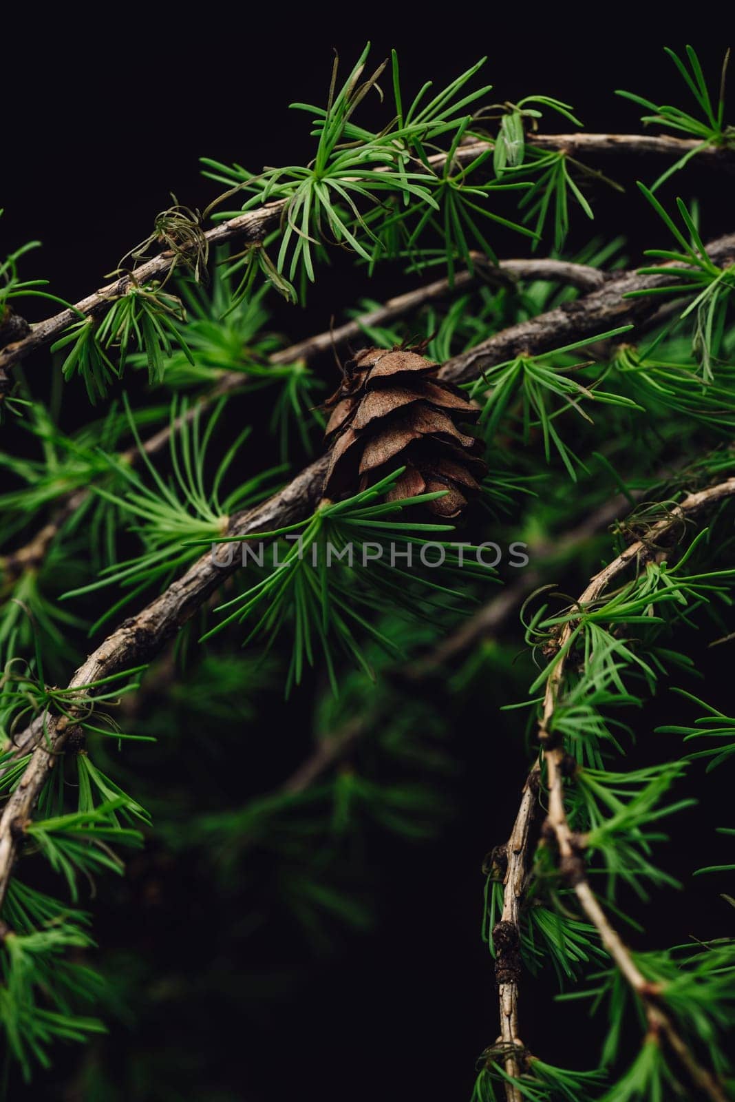 Background of spring larch branches by Seva_blsv