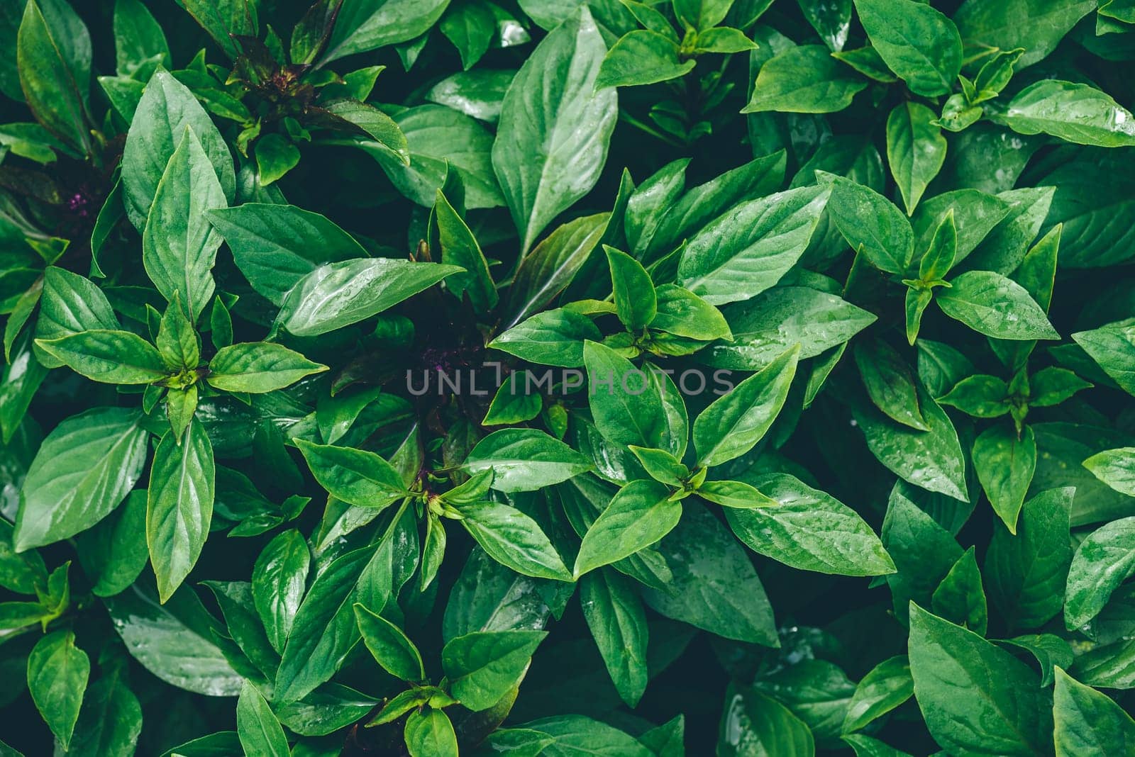 Fresh Green Basil Growing On The Garden Bed by Seva_blsv