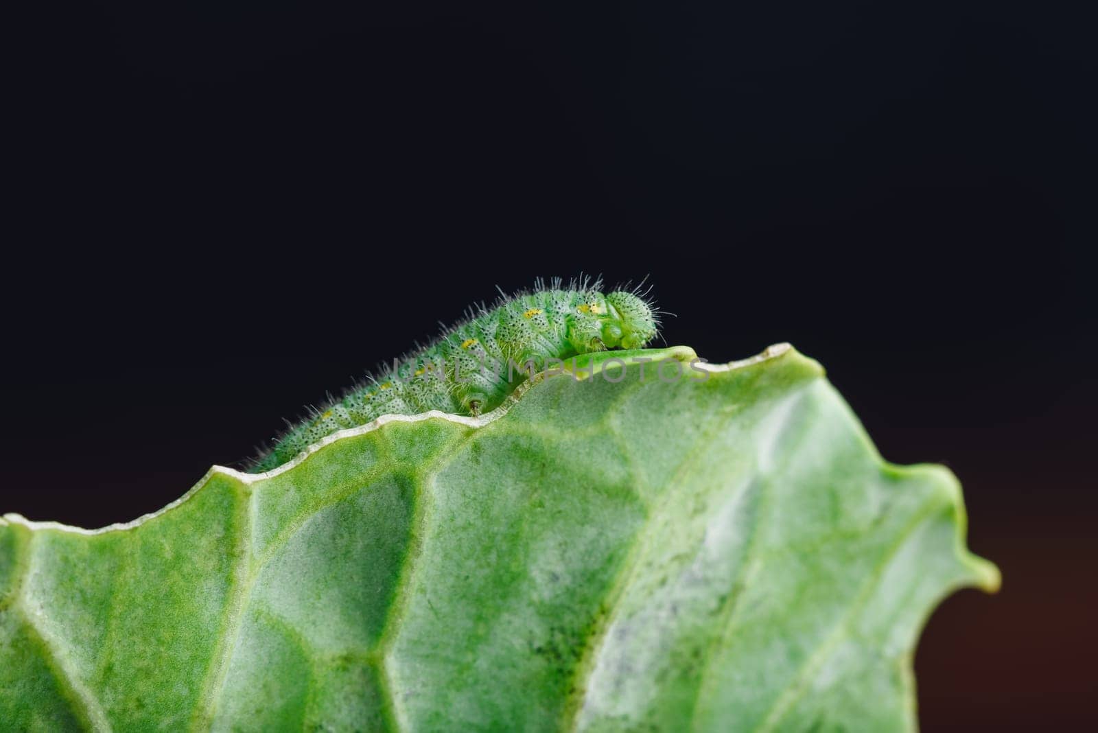 Green Caterpillar Crawling on a Cabbage Leaf by Seva_blsv