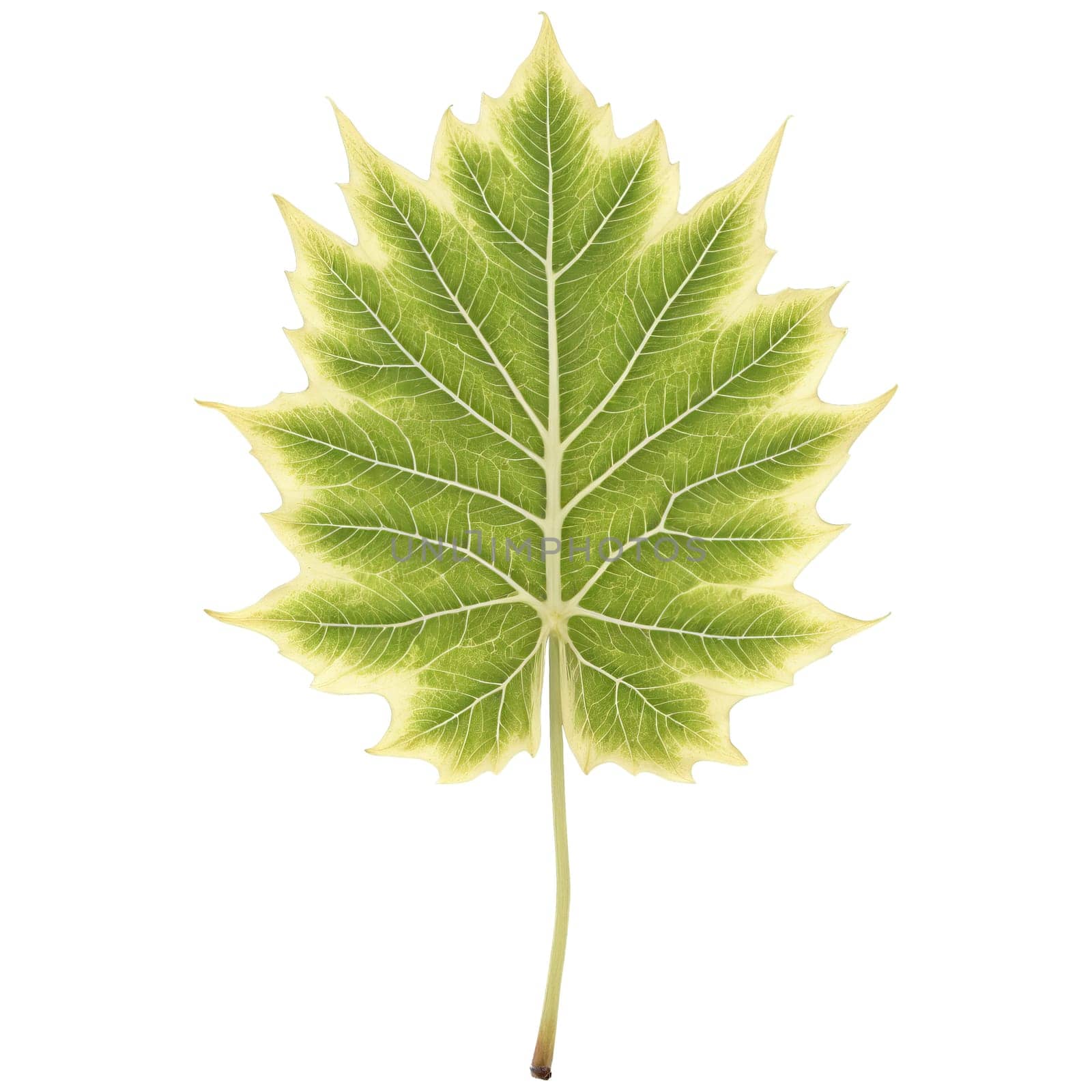 Plants leaf isolated on transparent background