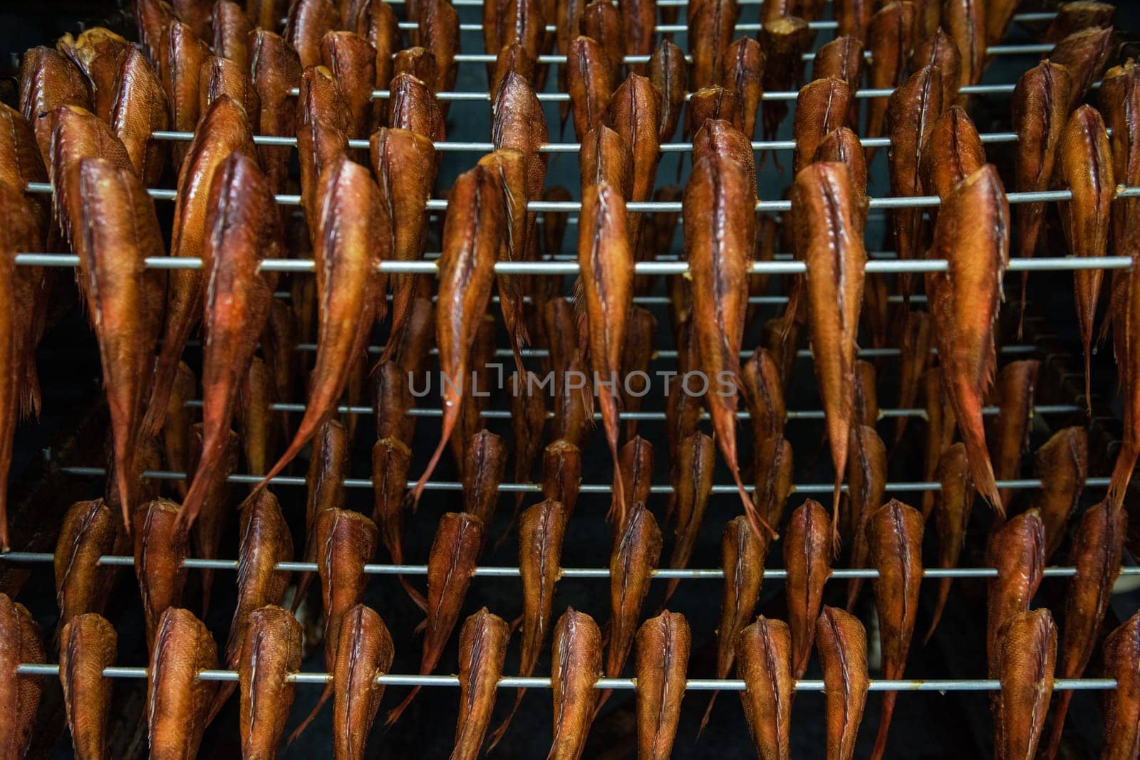 Smoked fish production concept: smoking sea bass fish in smokehouse box.