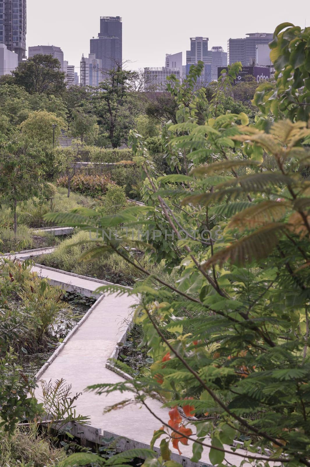 Bangkok, Thailand - 22 Jun, 2024 - View of Path leads off into the distance among surrounded green trees space in the park with modern buildings background. Copy space, Selective focus.
