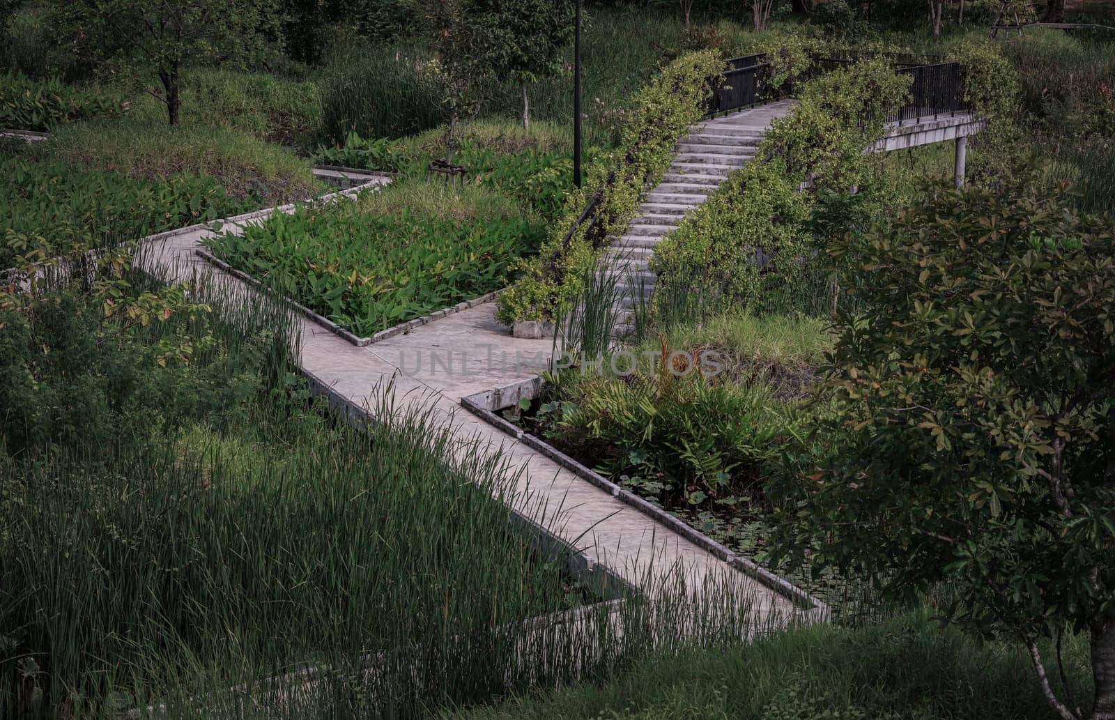 Bangkok, Thailand - 22 Jun, 2024 - View of Path leads off into the distance among surrounded green trees space in the park. Space for text, Selective focus.