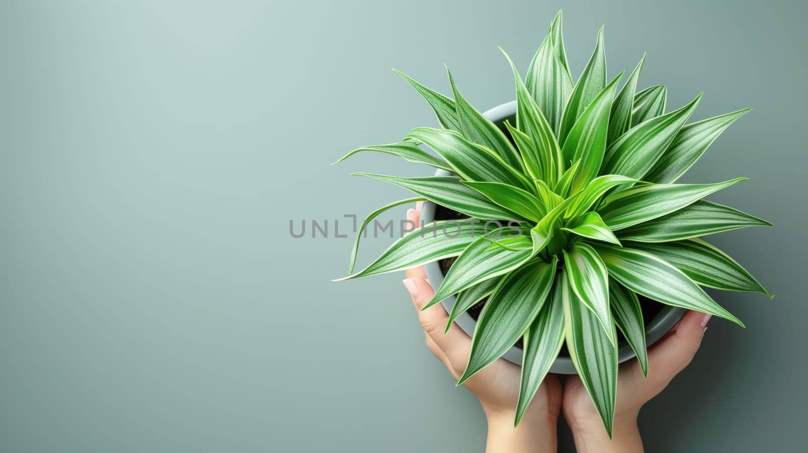 background with indoor green plant in a pot. View from above view. Copy space.