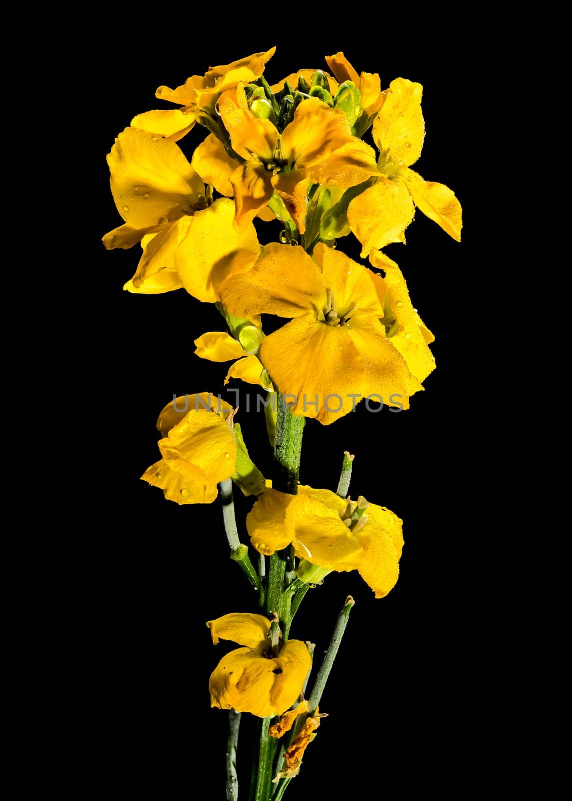 Beautiful Blooming flowers of yellow wallflower erysimum cheiri on a black background. Flower head close-up.