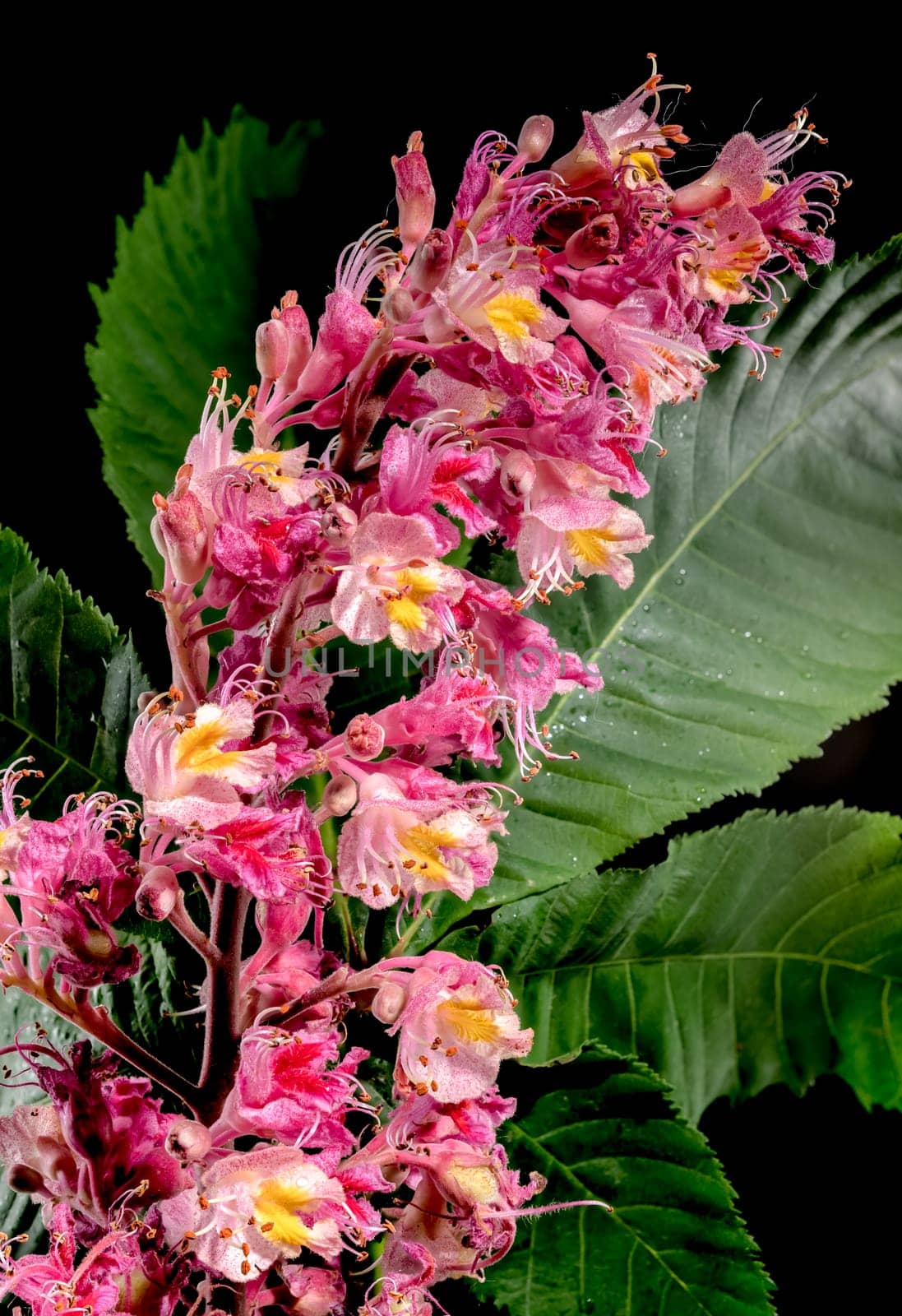 Beautiful Blooming red horse-chestnut isolated on a black background. Flower head close-up.