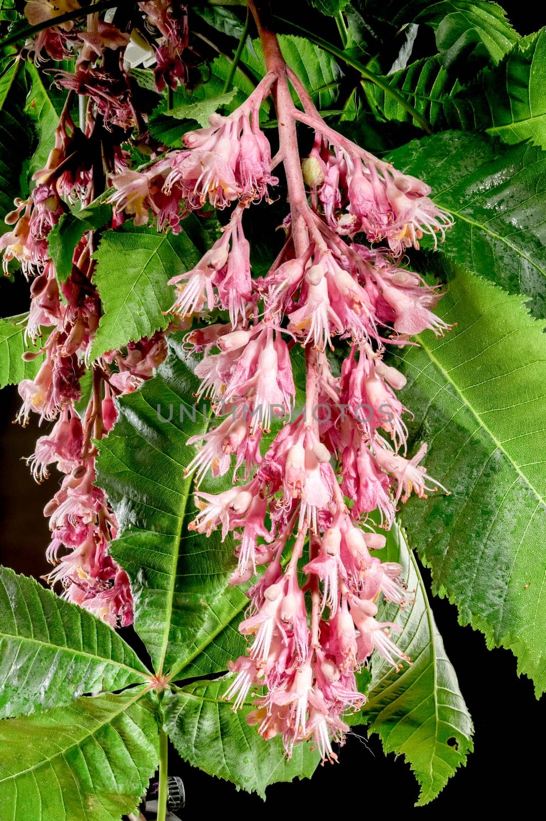 Beautiful Blooming red horse-chestnut isolated on a black background. Flower head close-up.