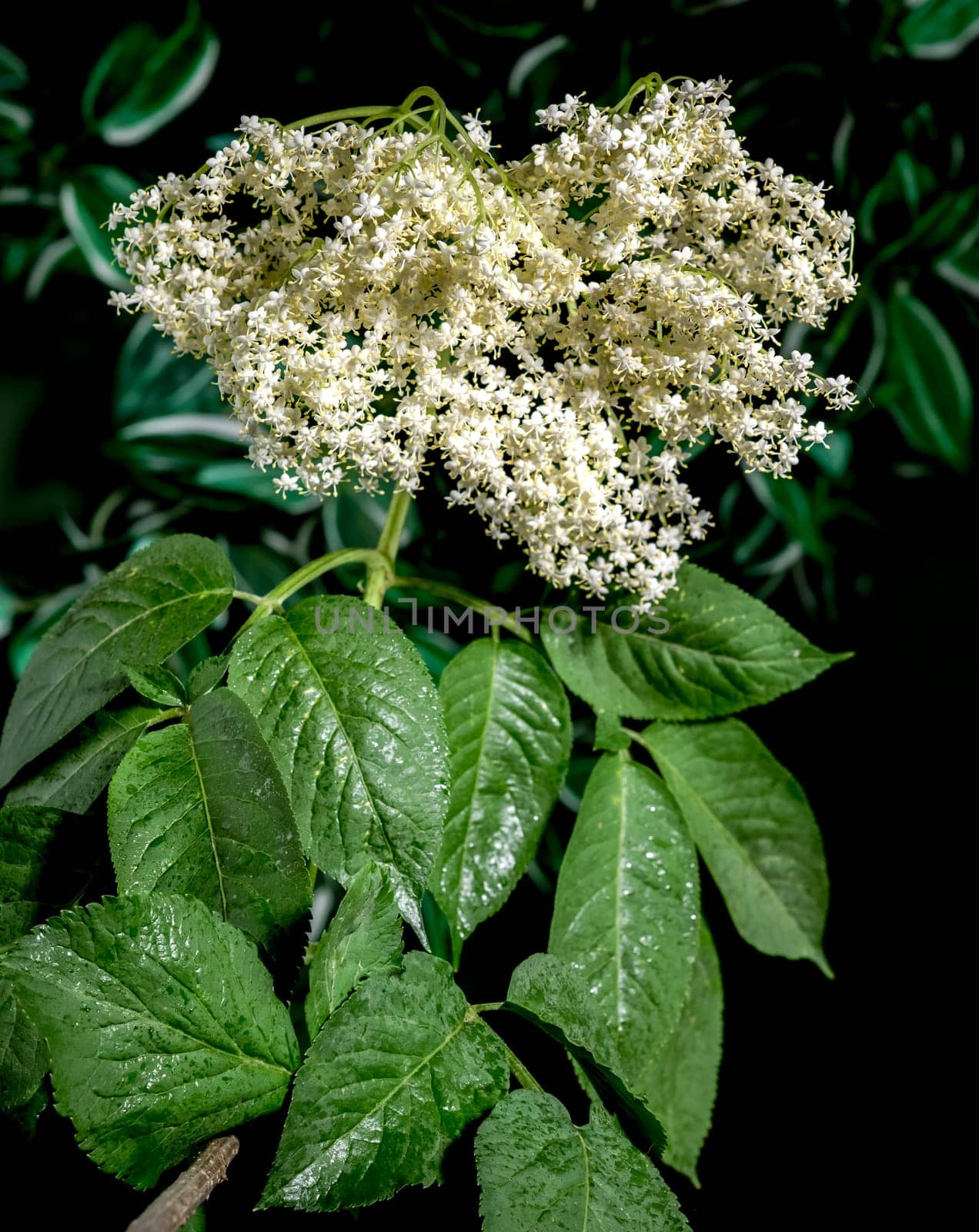 Beautiful Blooming white sambucus on a dark green background. Flower head close-up.