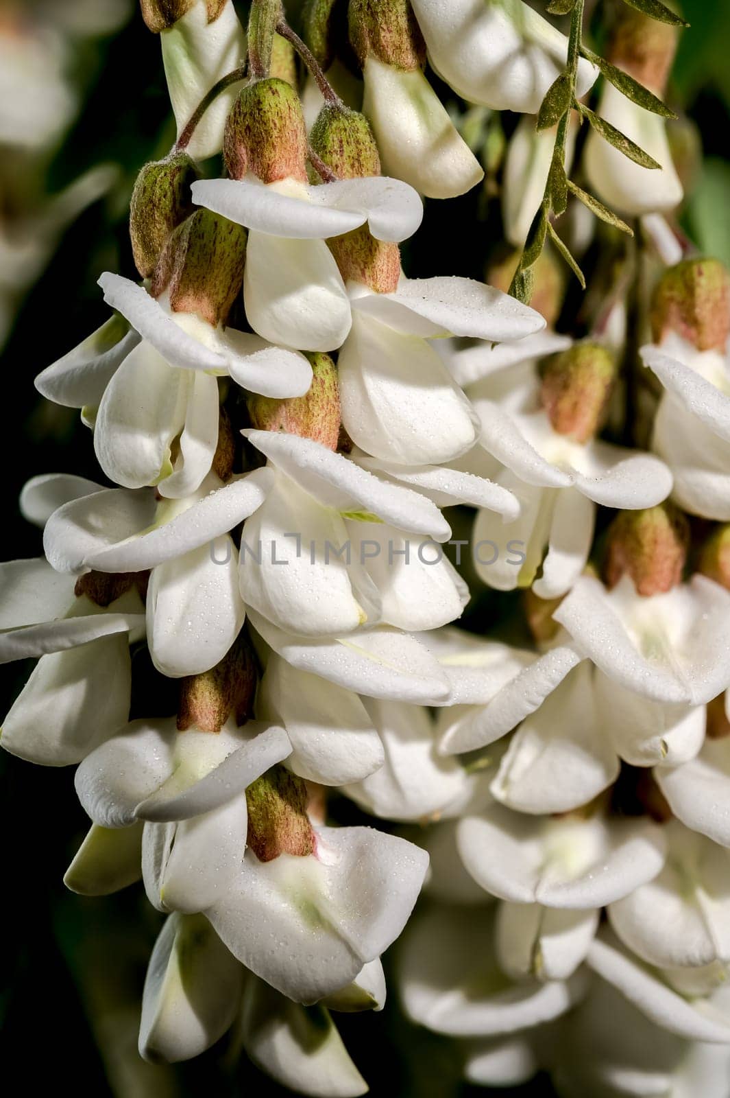 Beautiful Blooming flowers of white acacia tree on a black background. Flower head close-up.