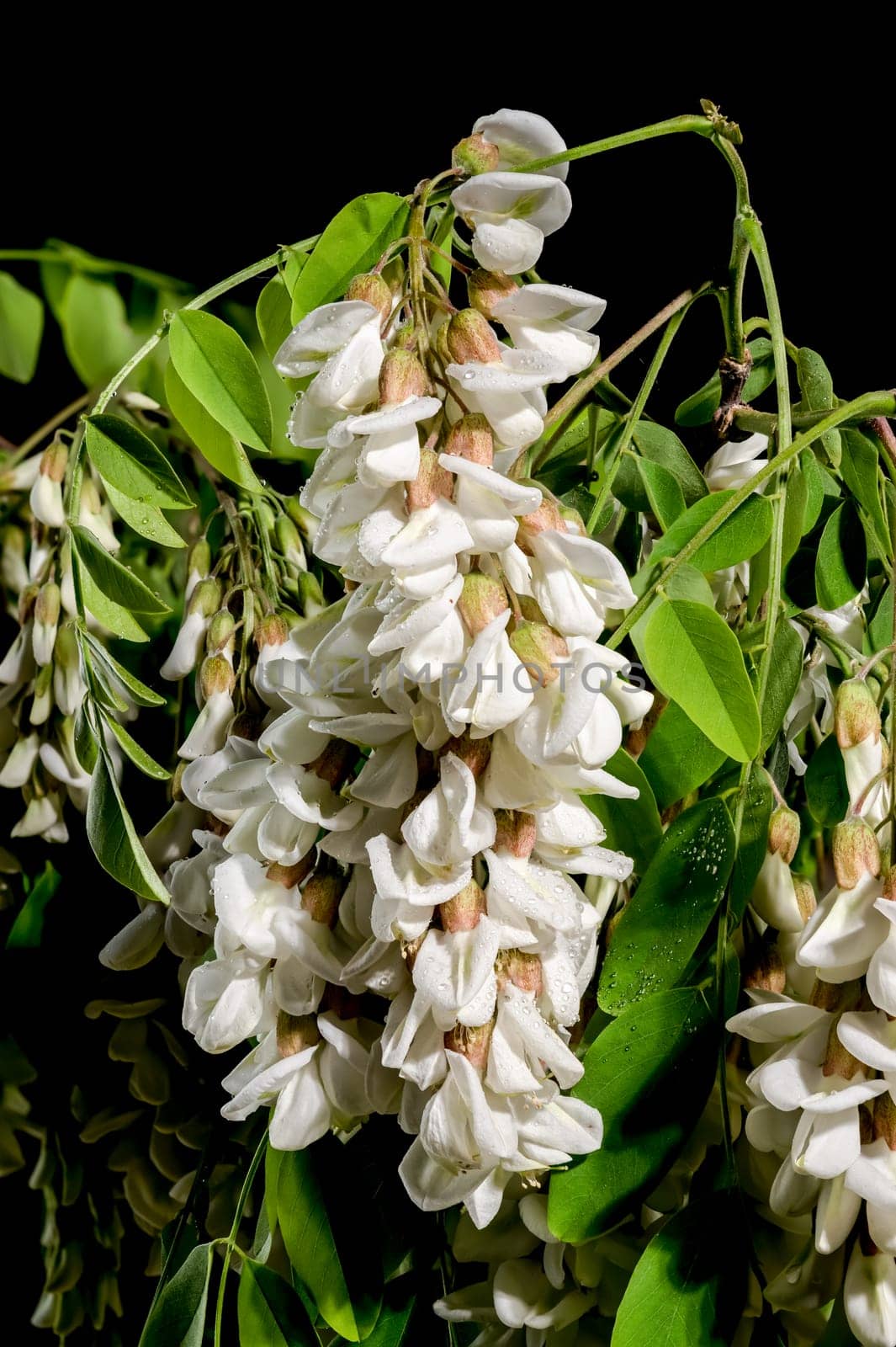 Beautiful Blooming flowers of white acacia tree on a black background. Flower head close-up.