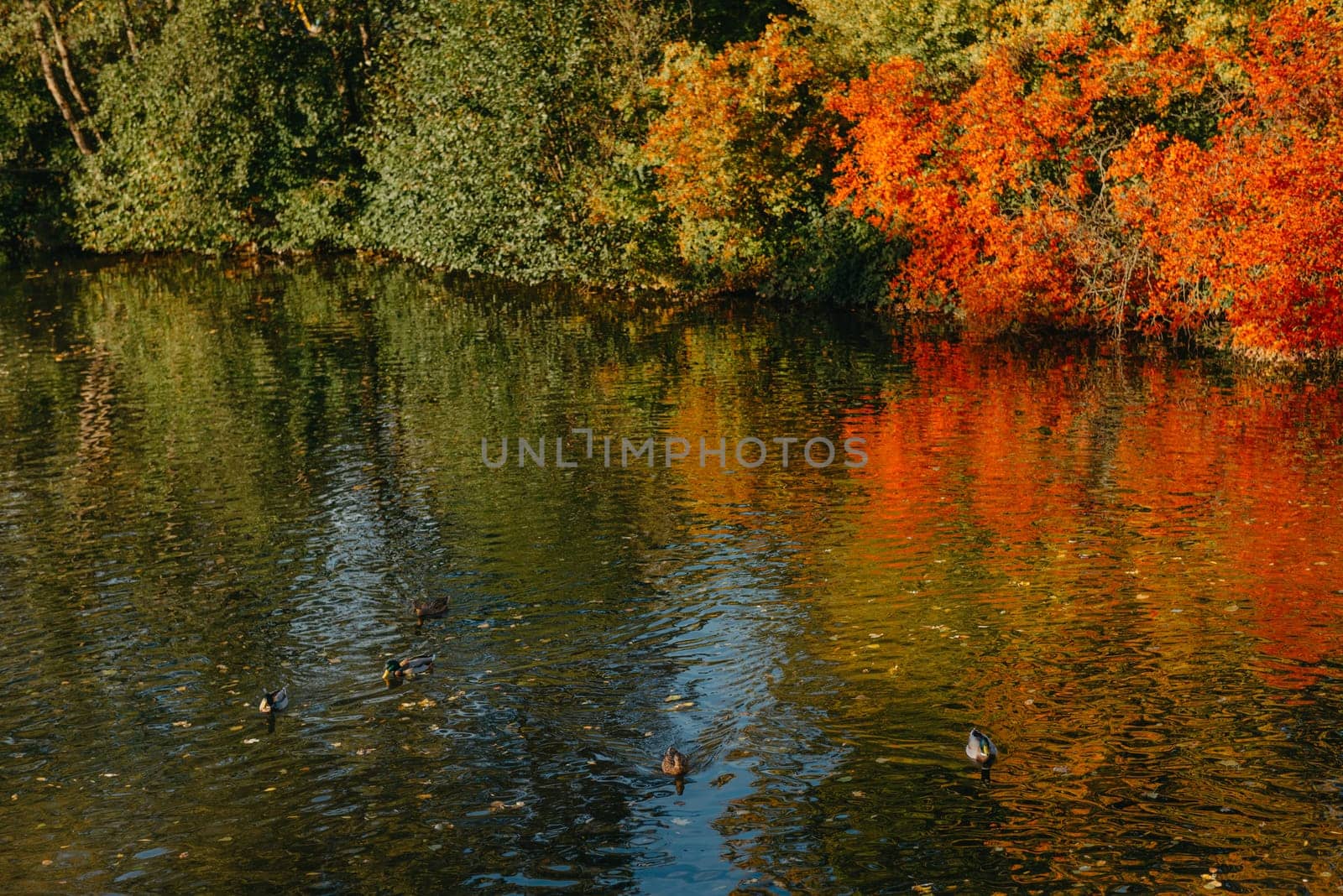 Autumn tree on the curves bank of the pond. Autumn landscape with red tree. autumn trees over water banks. Empty rusty railroad bridge over a river with forested banks at the peak of a fall foliage. A gravel riverbank path is in foreground. by Andrii_Ko