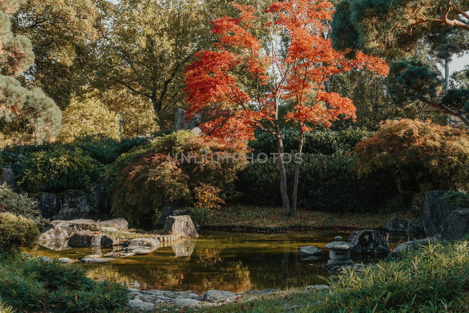 Beautiful calm scene in spring Japanese garden. Japan autumn image. Beautiful Japanese garden with a pond and red leaves. Pond in a Japanese garden. by Andrii_Ko