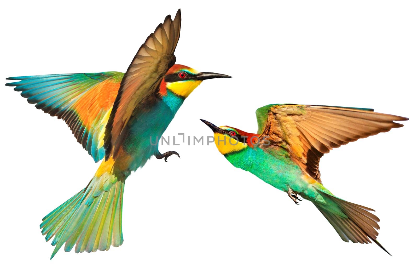 colorful birds ,european bee-eaters, in flight,two, isolated , nature