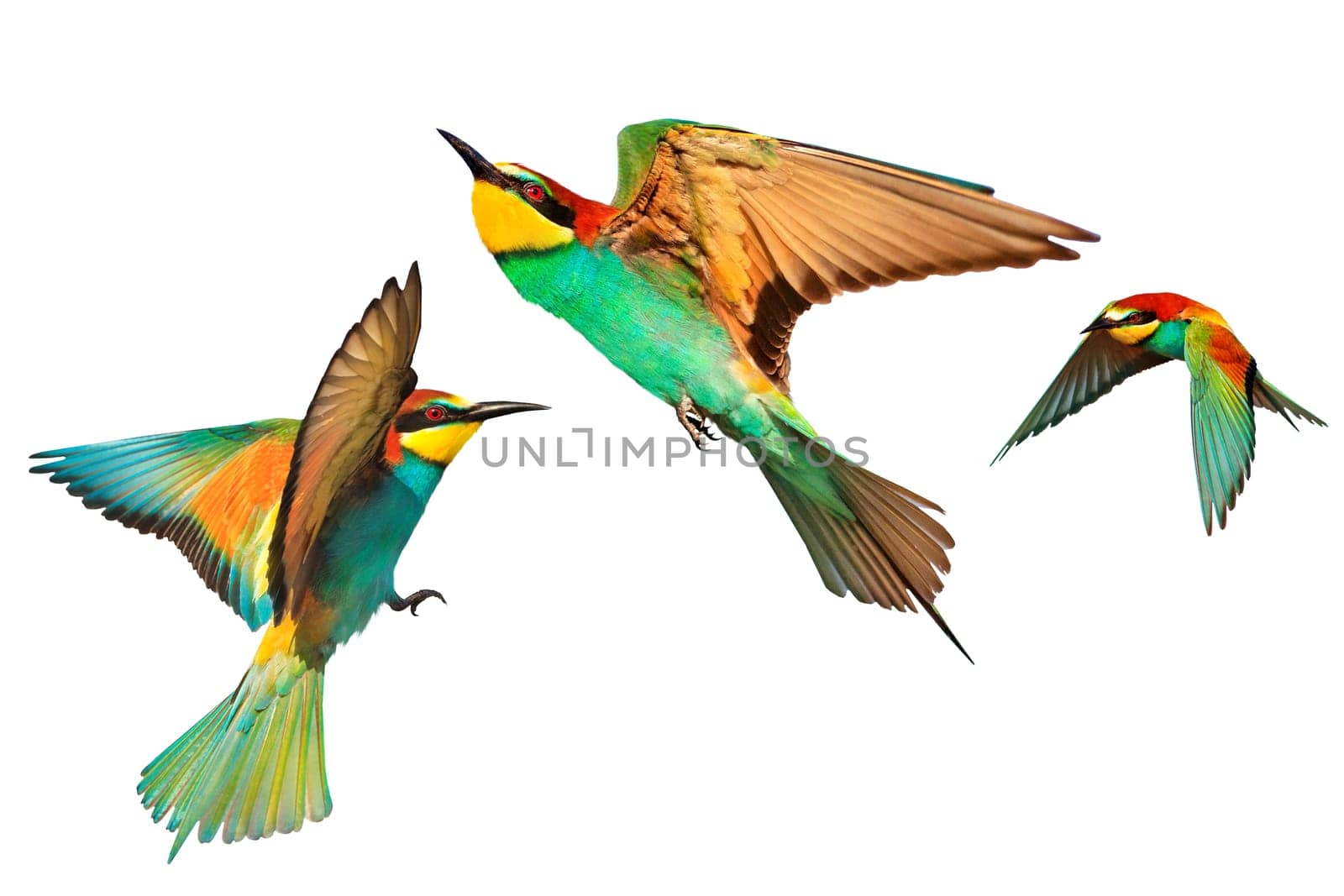 European bee-eaters, colorful bird, in flight, isolated , nature