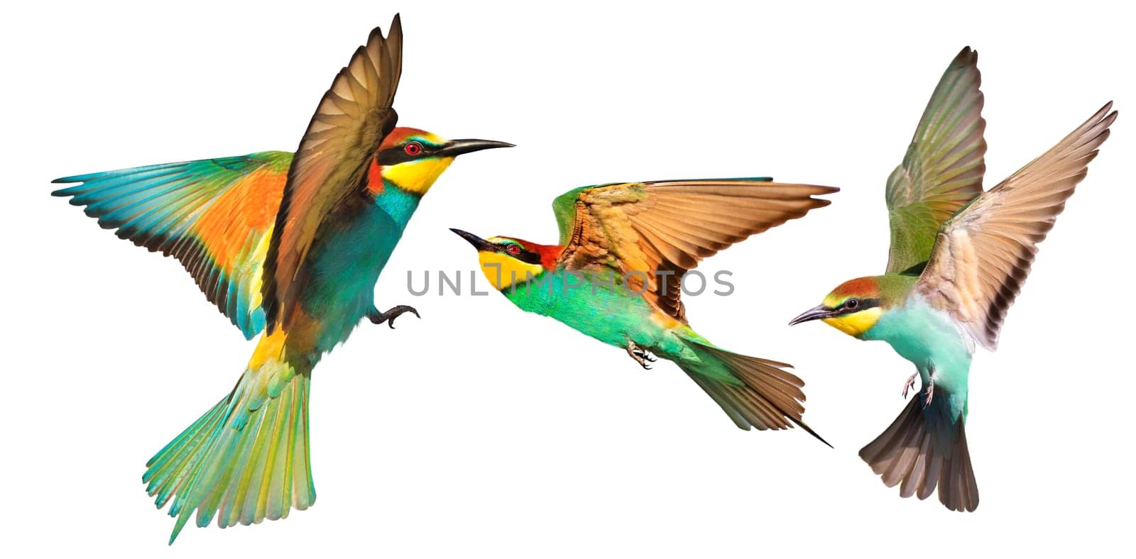 European bee-eaters, colorful birds, in flight, isolated , nature