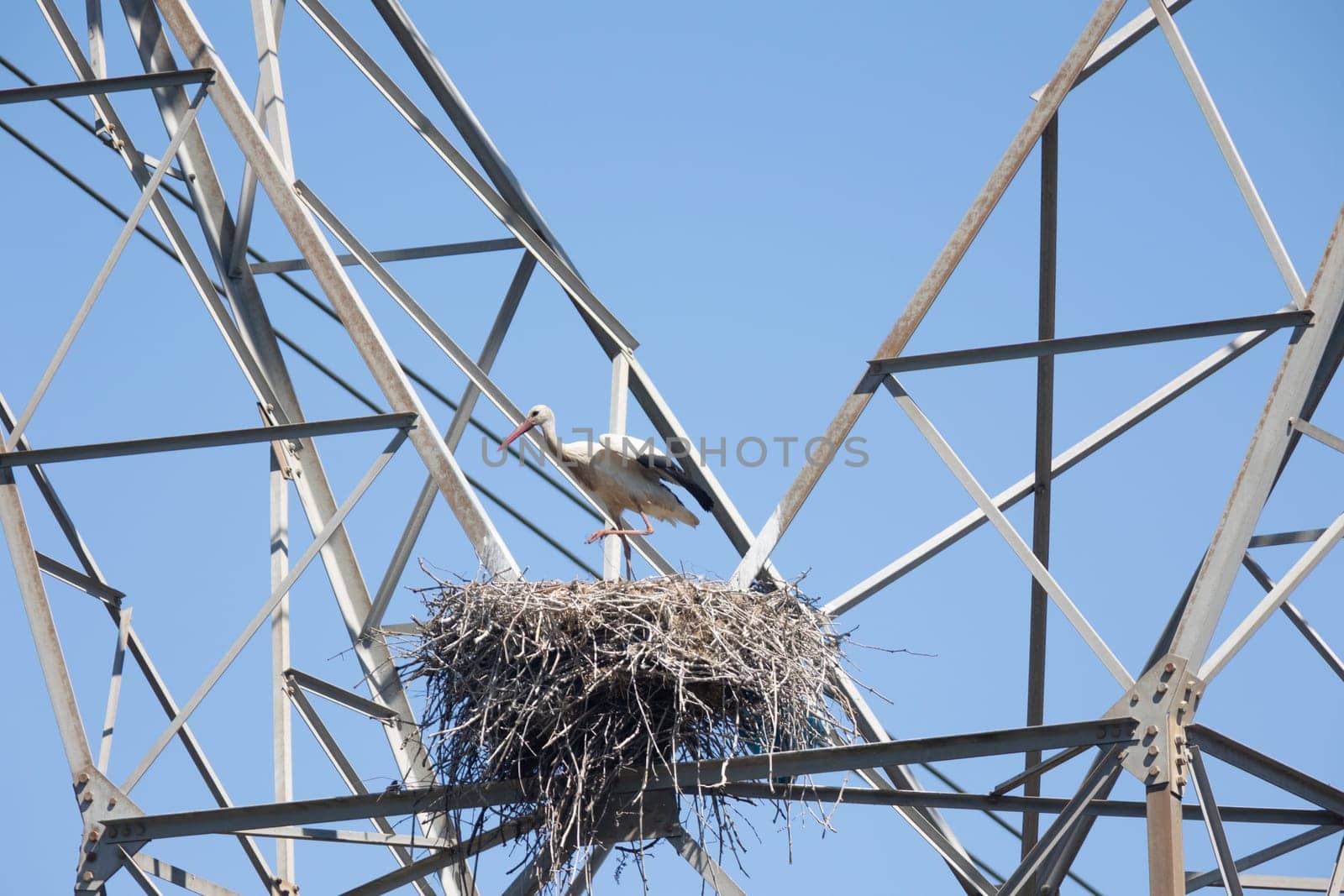White stork - Ciconia ciconia - bird is perched on a nest on top of a power line. The bird is white and has a long beak. Concept of peace and tranquility, as the bird is calmly resting on the nest