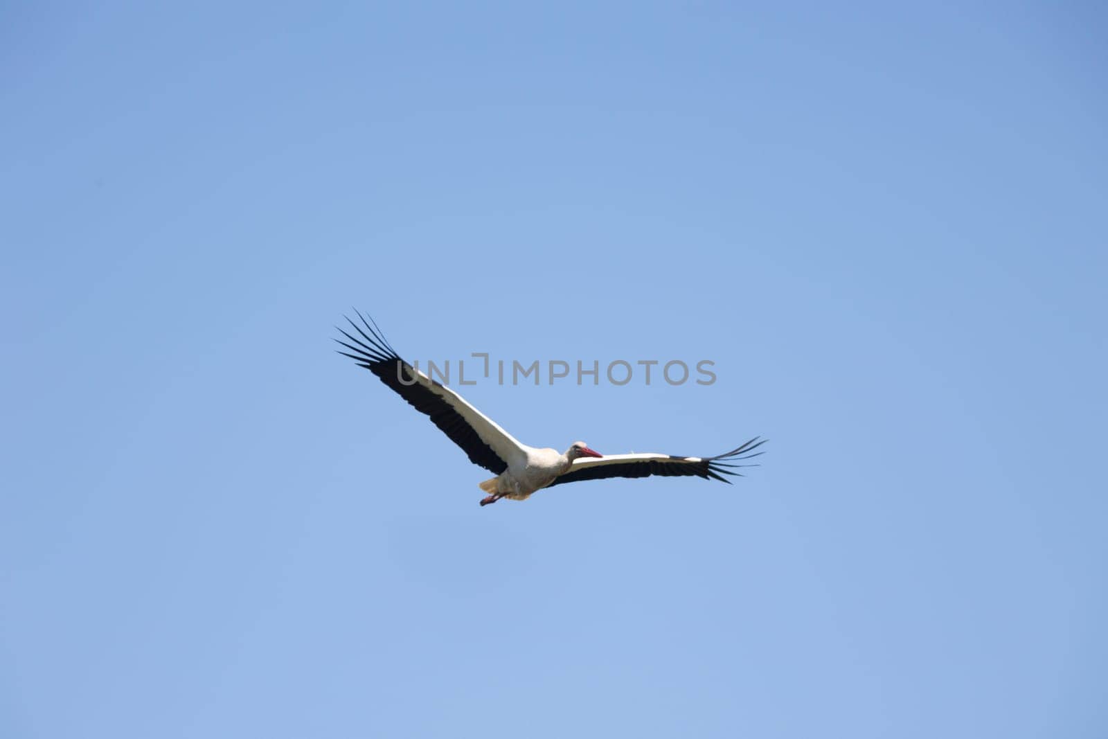 White stork - Ciconia ciconia - white and black bird is flying in the sky. The bird is soaring high above the blue sky