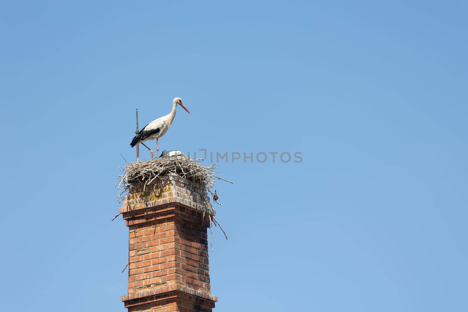 White stork - Ciconia ciconia - bird is perched on top of a brick chimney. The sky is clear and blue. The bird is a white stork