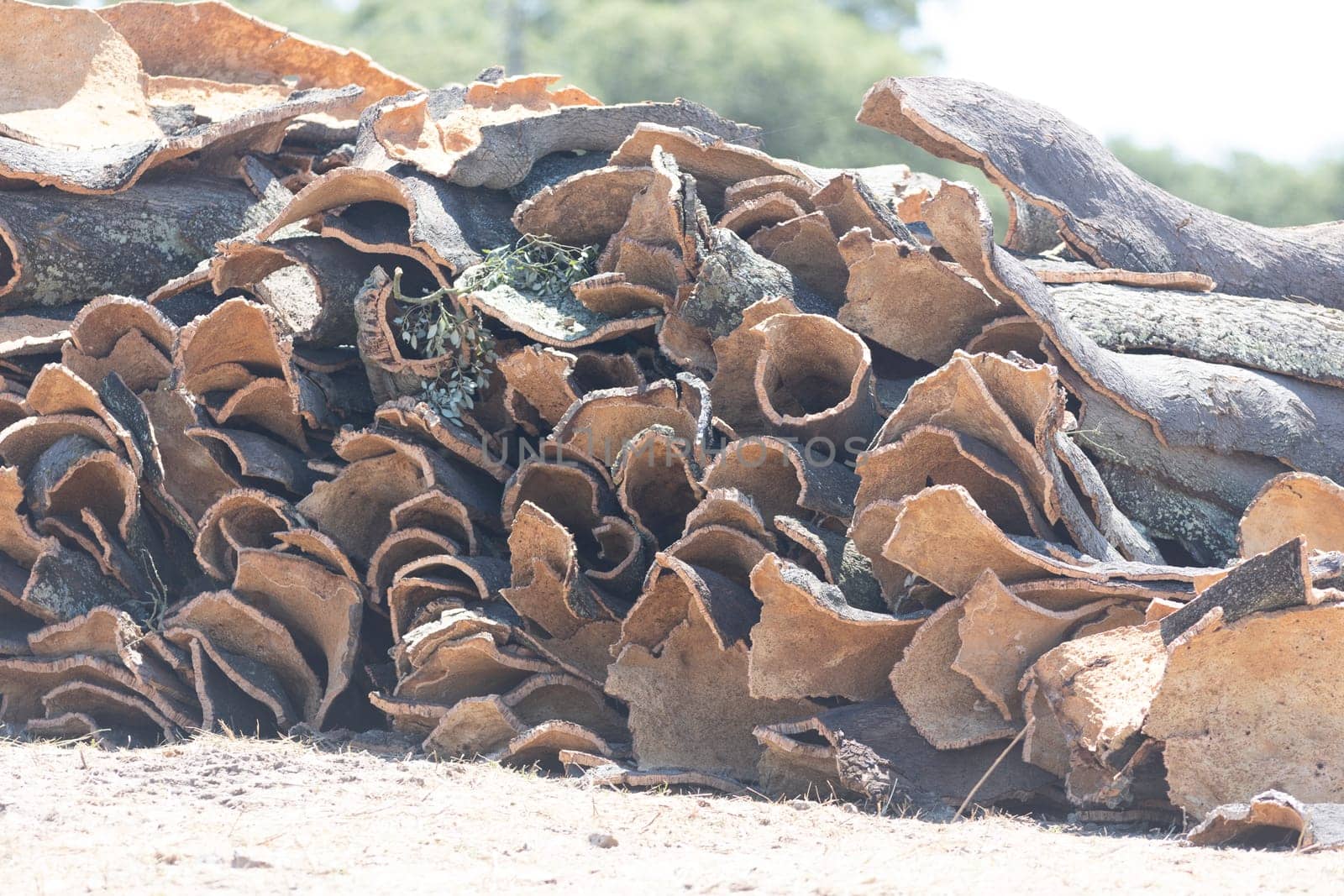 A pile of brown leaves and bark. The pile is large and has a lot of different shapes