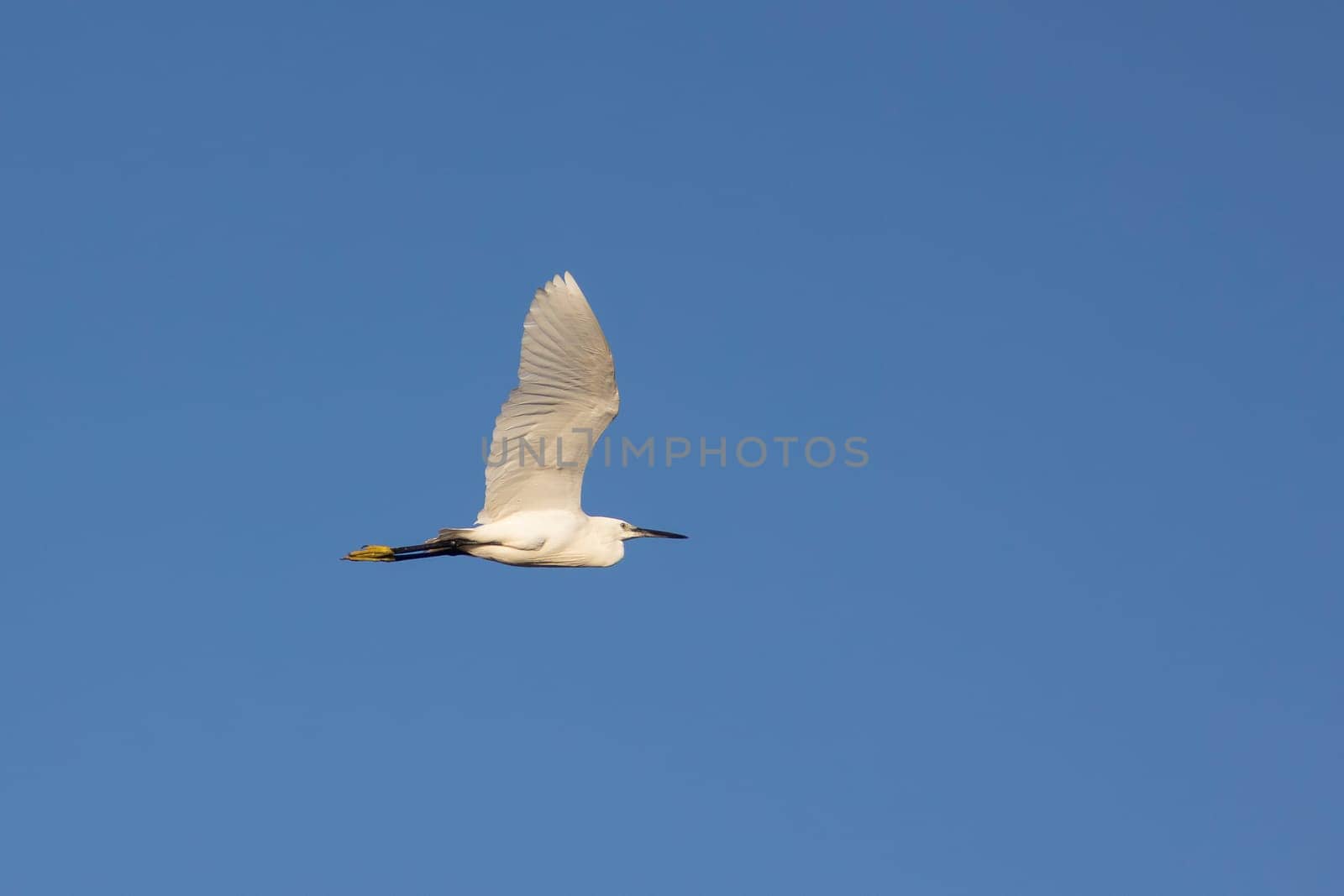 Little Egret - Egretta garzetta - white bird with a yellow beak flies through a blue sky. The bird is soaring high above the ground, taking advantage of the clear, open sky. Concept of freedom and lightness