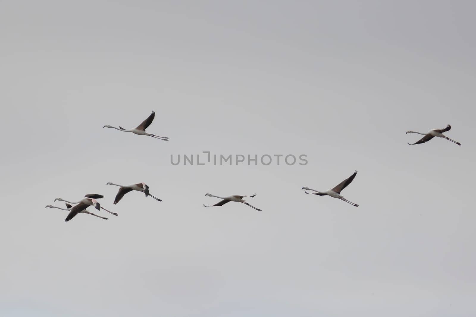Phoenicopterus - A flock of birds flying in the sky. The birds are in a V formation. The sky is cloudy and gray