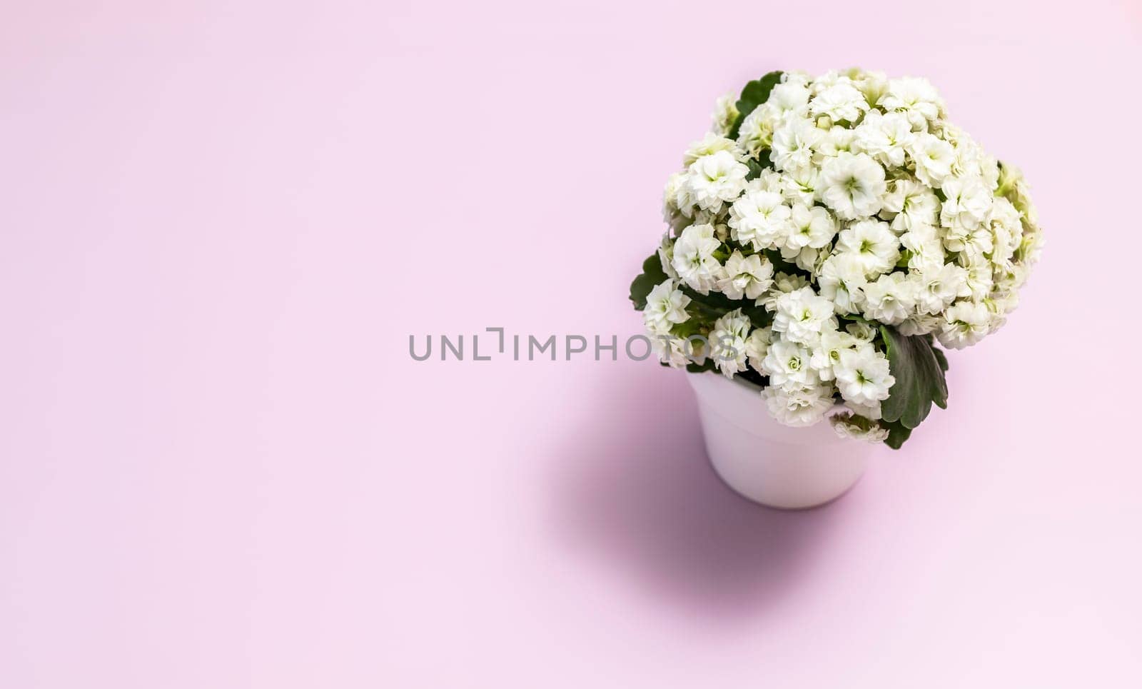 Backdrop Potted White Kalanchoe On Pink Background, Horizontal Plane. Copyspace Floral Gift, Flower Shop, Blooming Plant. International Women Day. Bouquet Of Blossom Succulent Kalanchoe Blossfeldiana