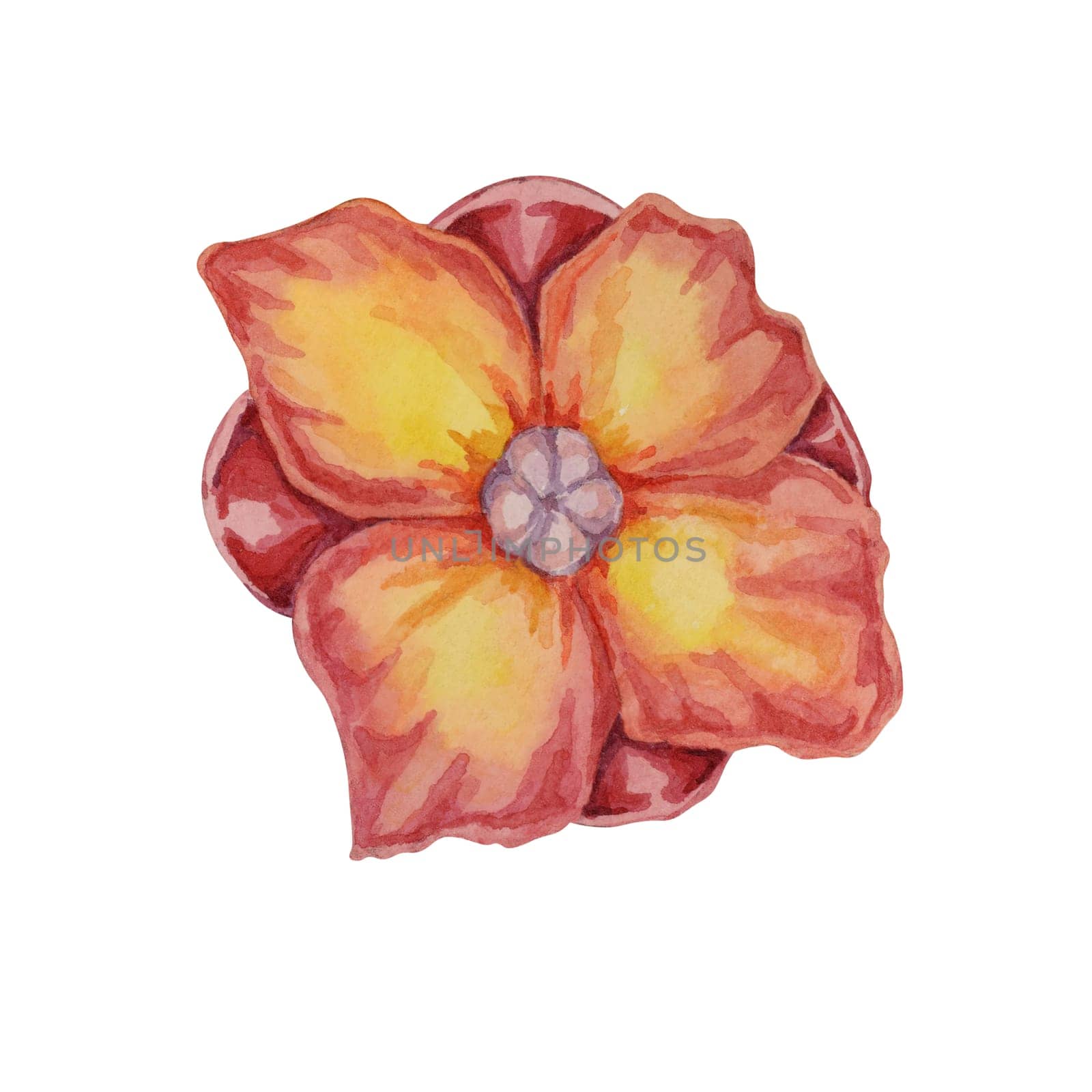 Flower of the purple mangosteen, tropical exotic Asian botany clipart. Garcinia mangostana hand drawnwatercolor illustration for sticker, label, food packaging, menu, cosmetic, beauty, print, apparel