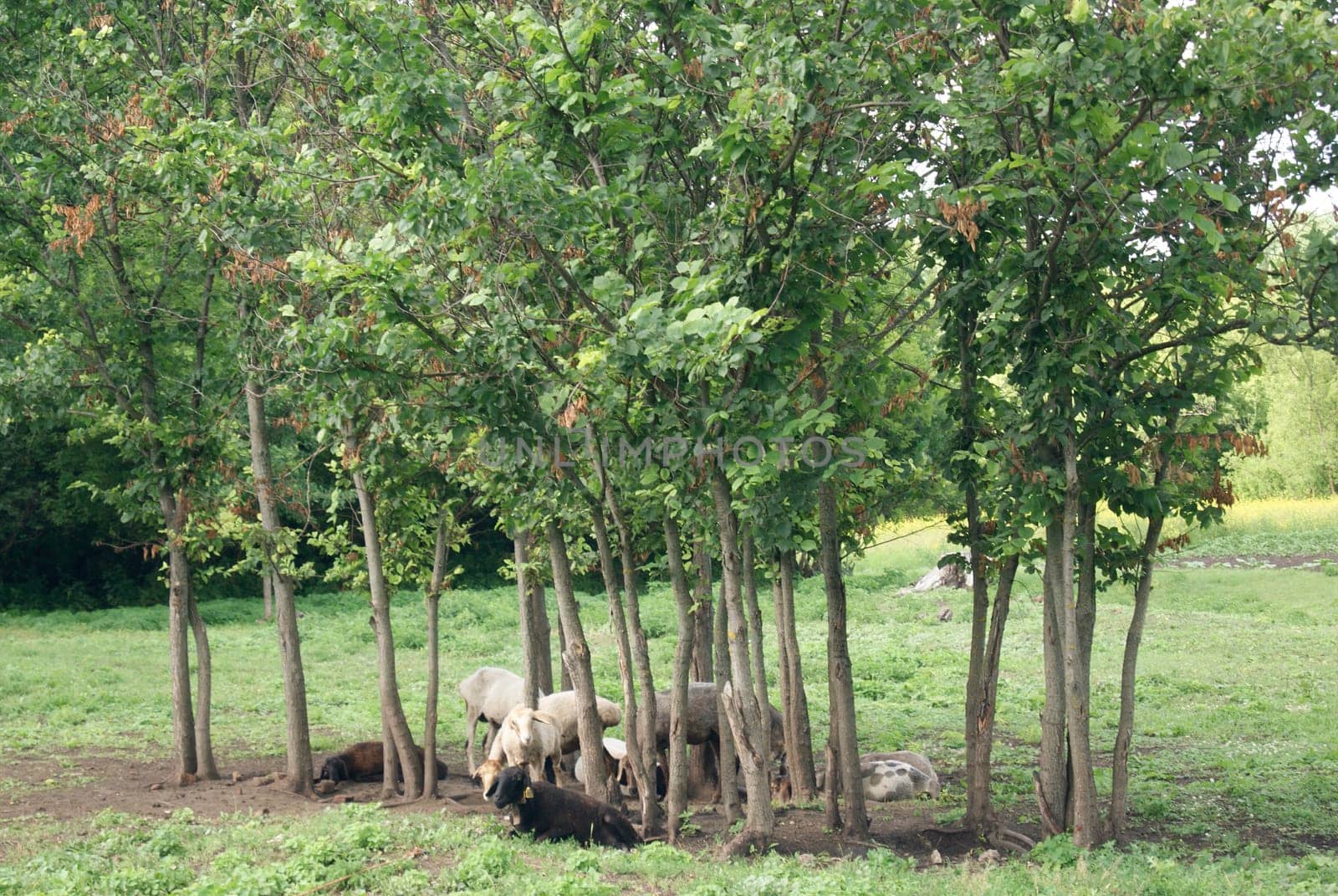 A group of sheep are resting under the shade of a grove of trees. The sheep are gathered in a circle, with their heads down, as if they are sleeping.
