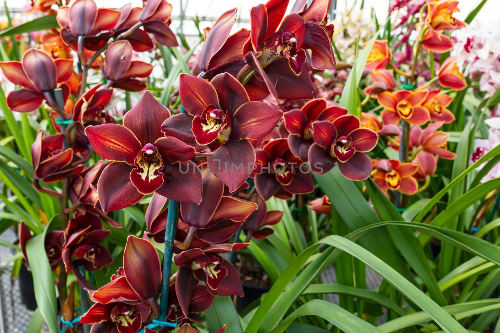 Blooming Chocolate Cymbidium Orchid Plant, Flower with Green Leaves. Beautiful Floral, Khan Wall Golden Brown Horizontal Plane. Botanical Garden Nursery. High quality photo
