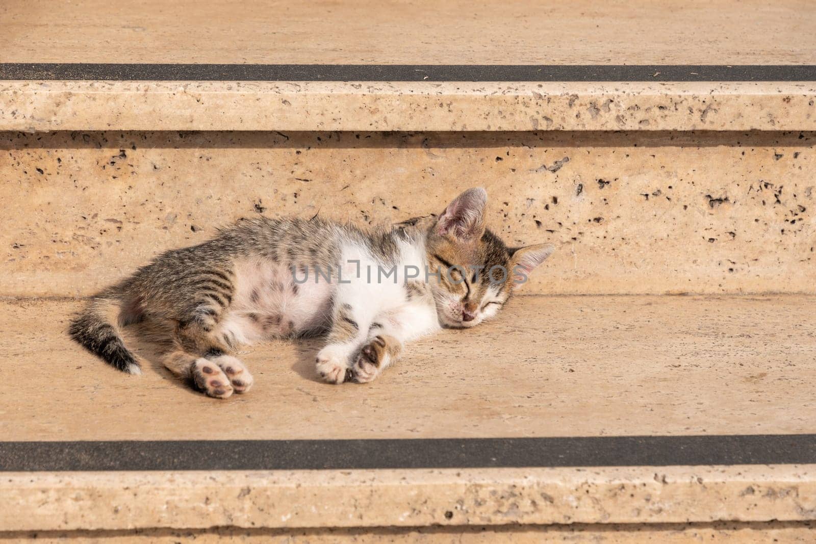 Tabby kitten sleeps on a hot day on the steps of a yellow marble staircase, the cat basks in the sun, High quality photo