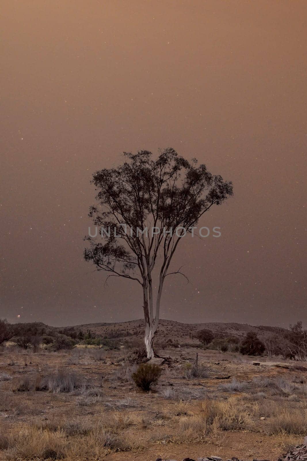 A solitary tree stands tall against the night sky, filled with stars in Flinders Ranges, South Australia.