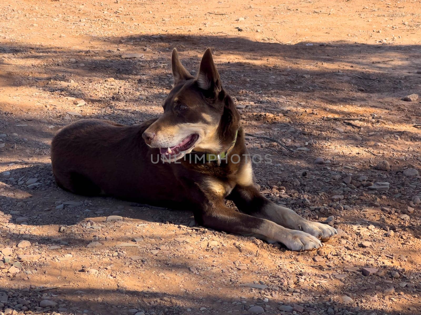 Happy Kelpie Resting in Flinders Ranges Sun by berzans