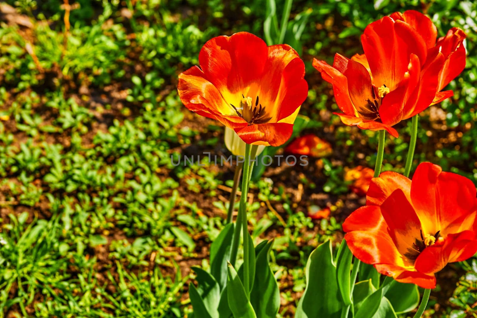 Blooming red tender tulips.Sunny green meadow.Positive emotions by jovani68