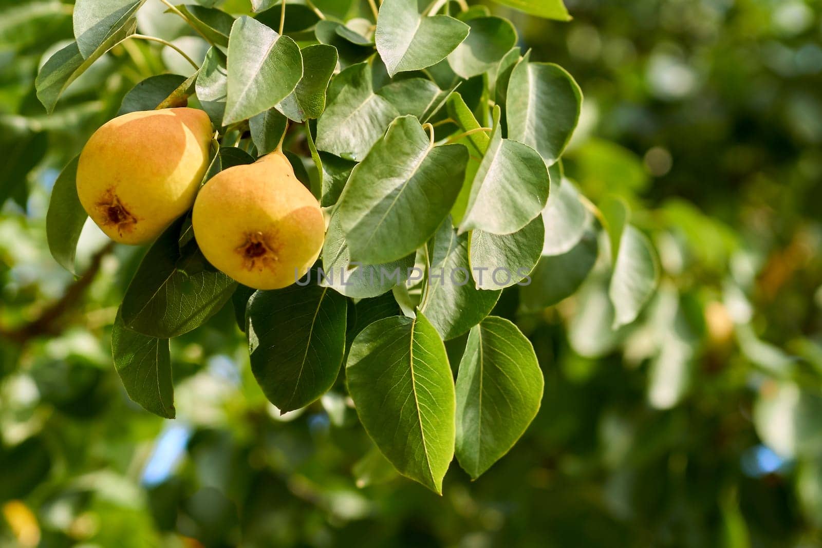 Ripe juicy yellow pears on green branches in garden by jovani68