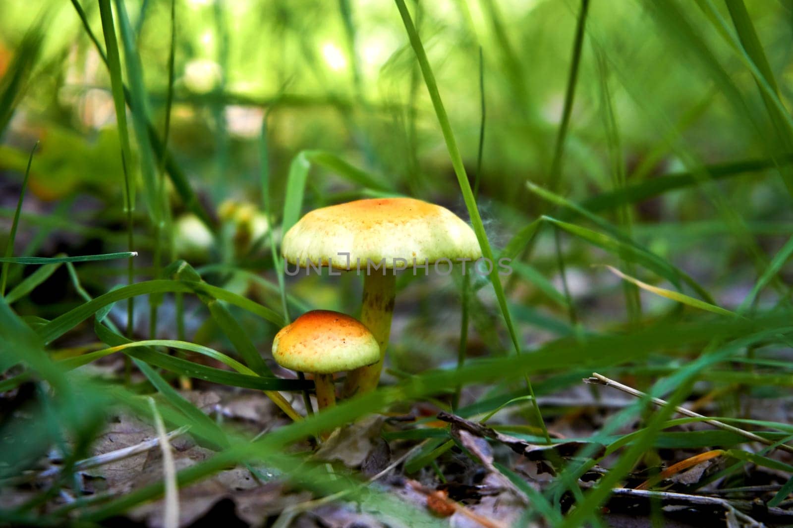 Brown yellow mushroom among green grass, warm day, forest by jovani68