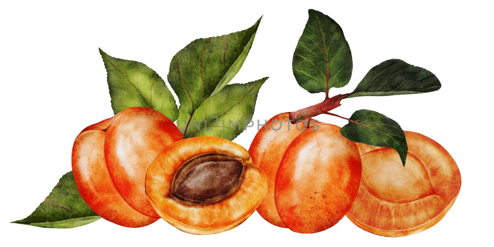 Apricot watercolor. Juicy composition hand drawing of ripe fruit. Clip art on isolated white background. Ideal for logo, tags, stickers for natural food and cosmetics stores. High quality photo
