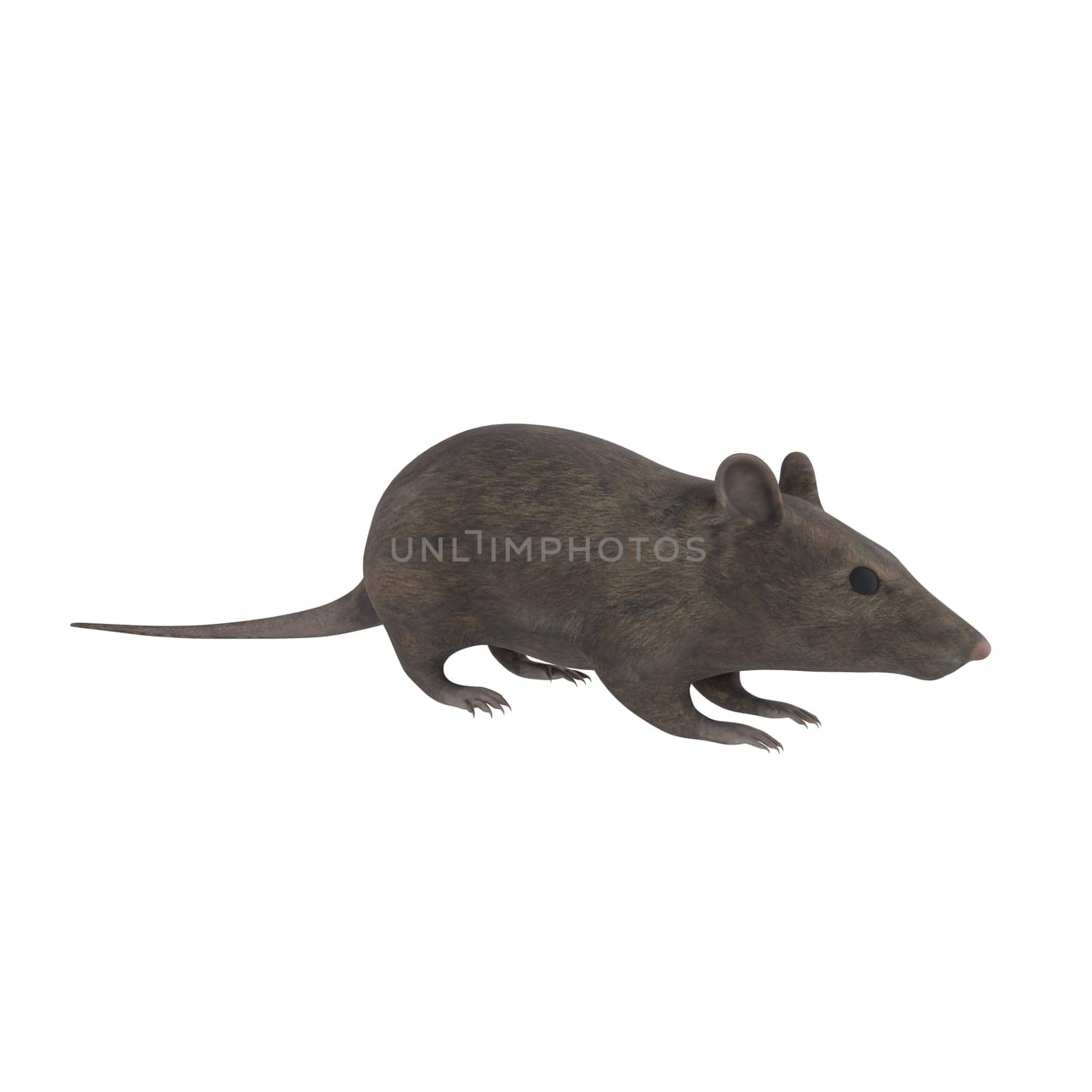 Street Rat isolated on white background